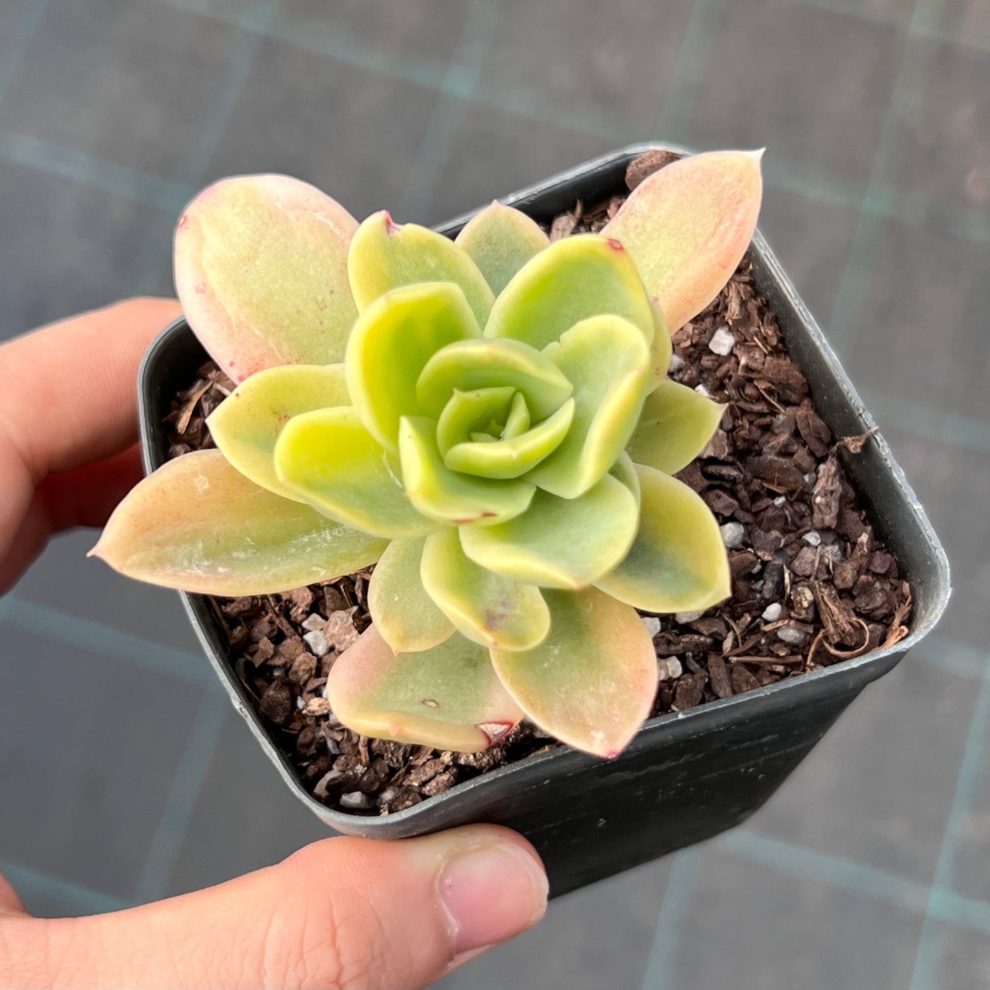 Echeveria Golden Glow Variegata
