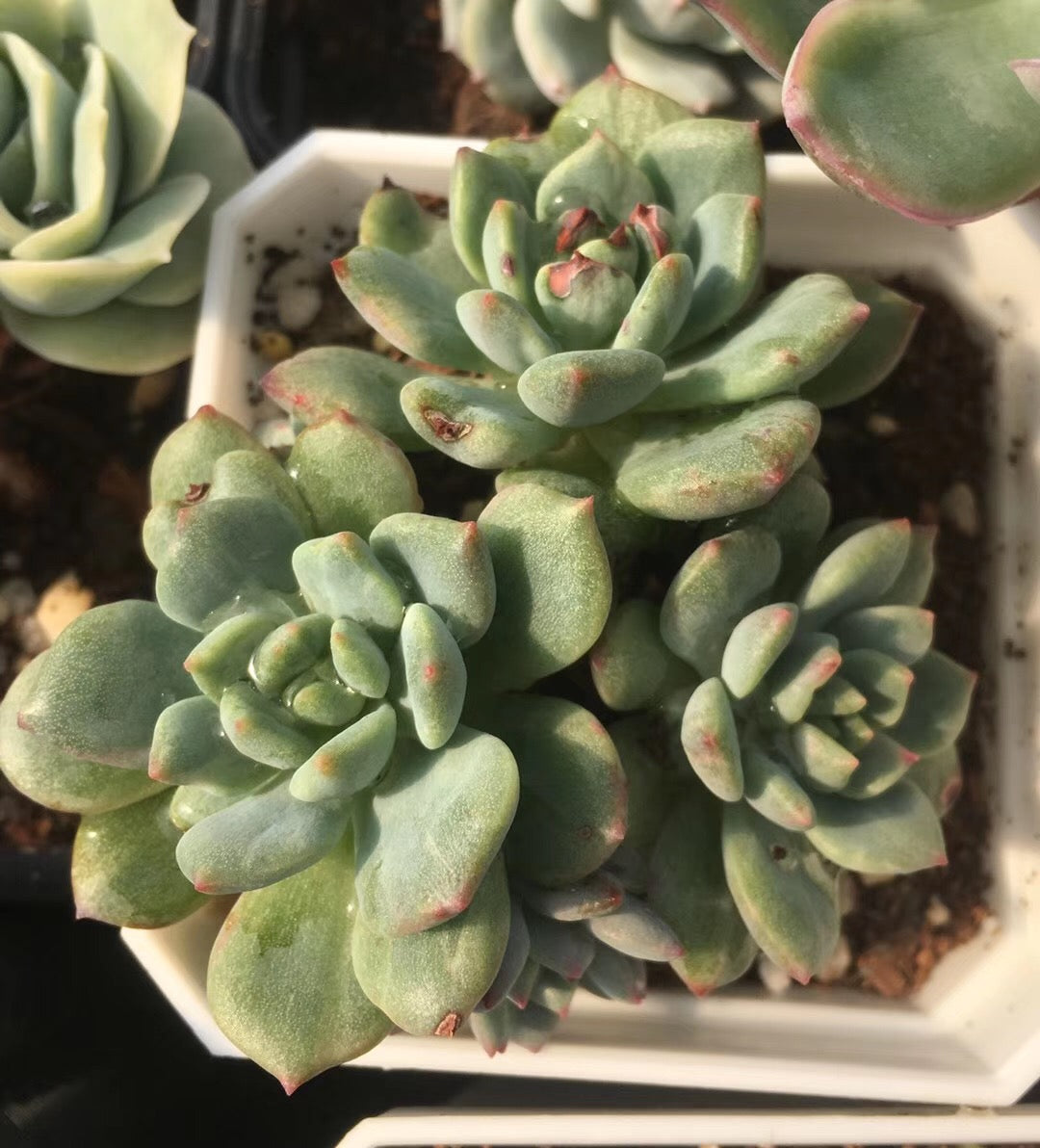 Echeveria Green Apple