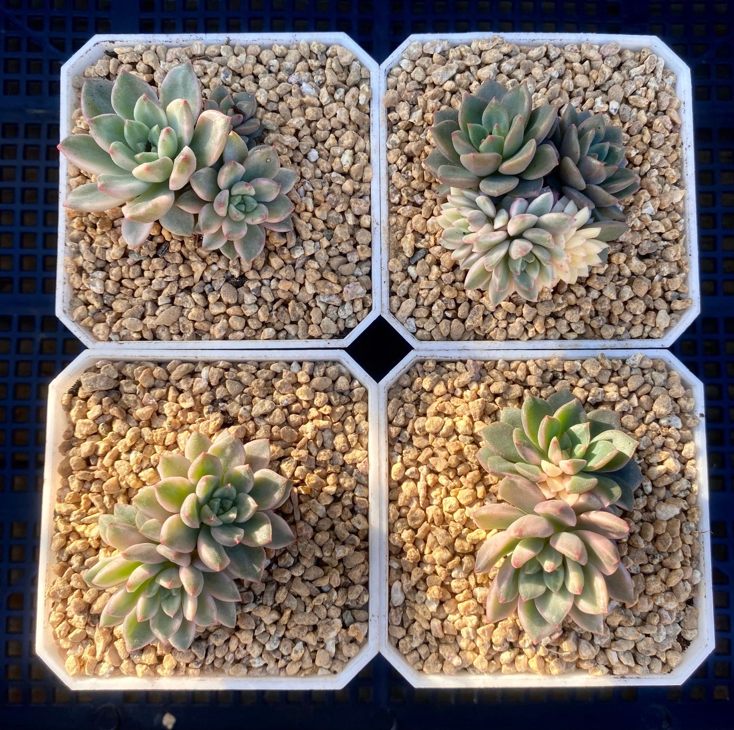 Echeveria green emerald variegata