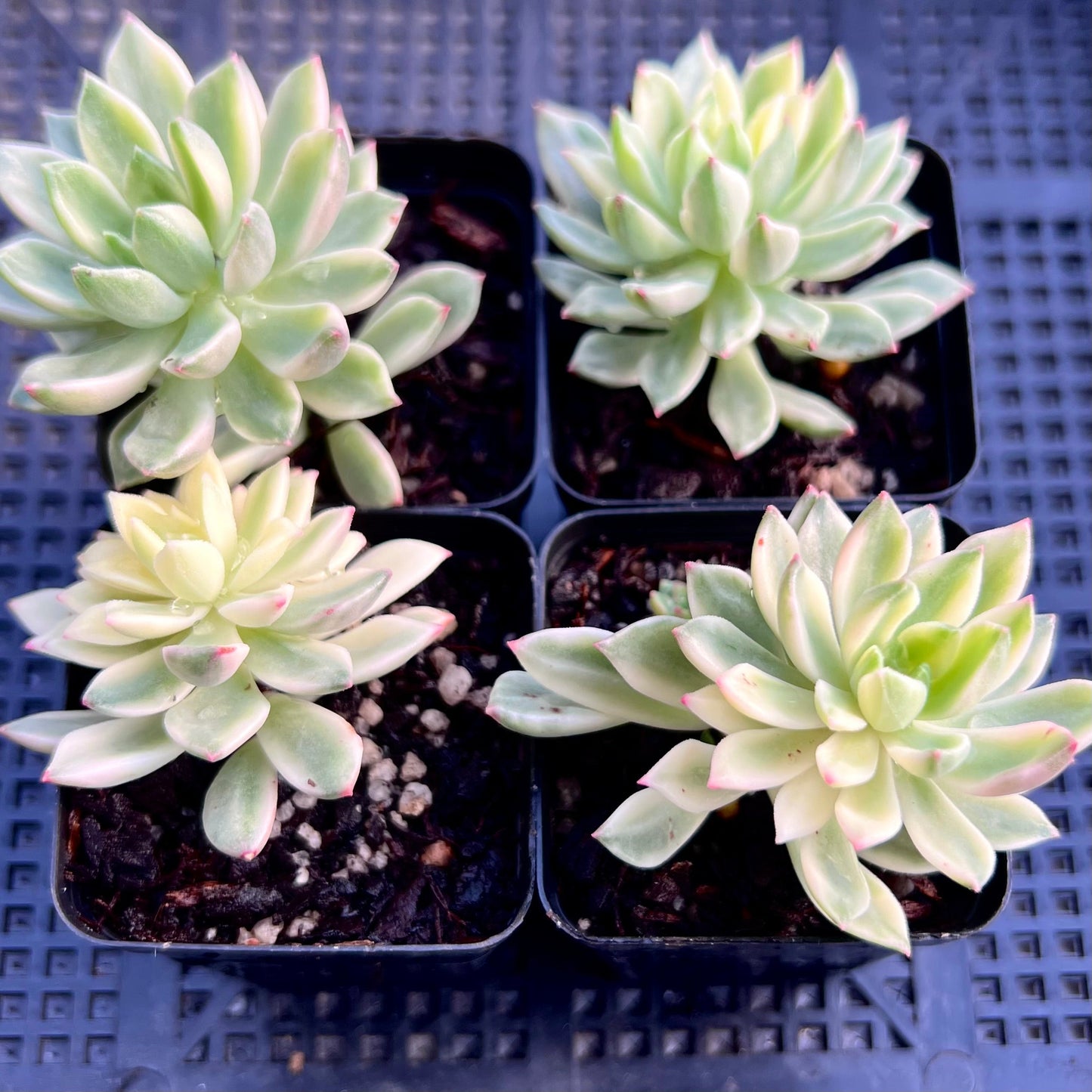 Echeveria green emerald variegata