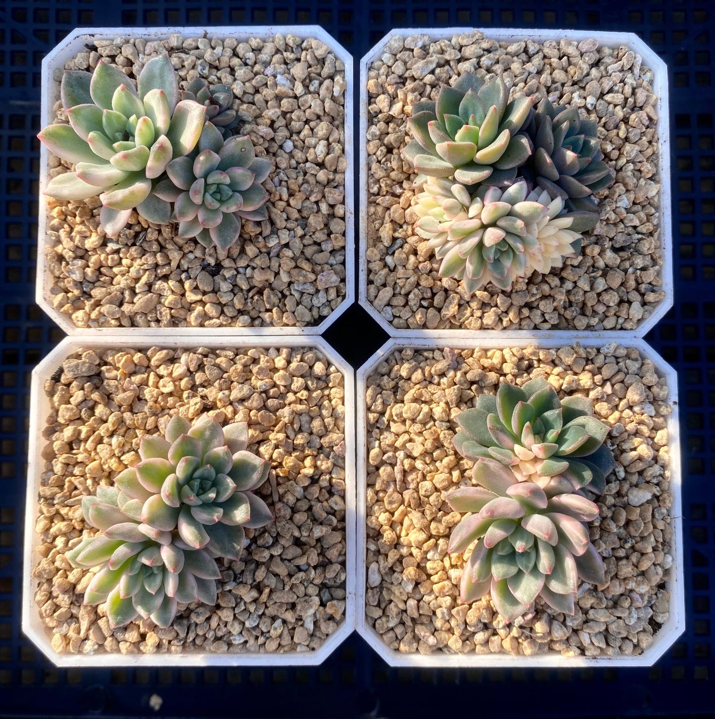 Echeveria green emerald variegata