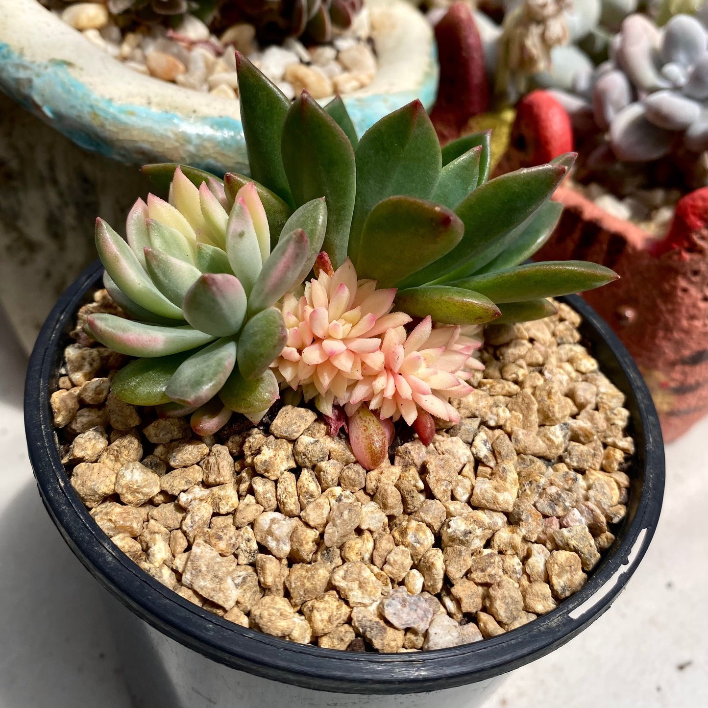Echeveria green emerald variegata