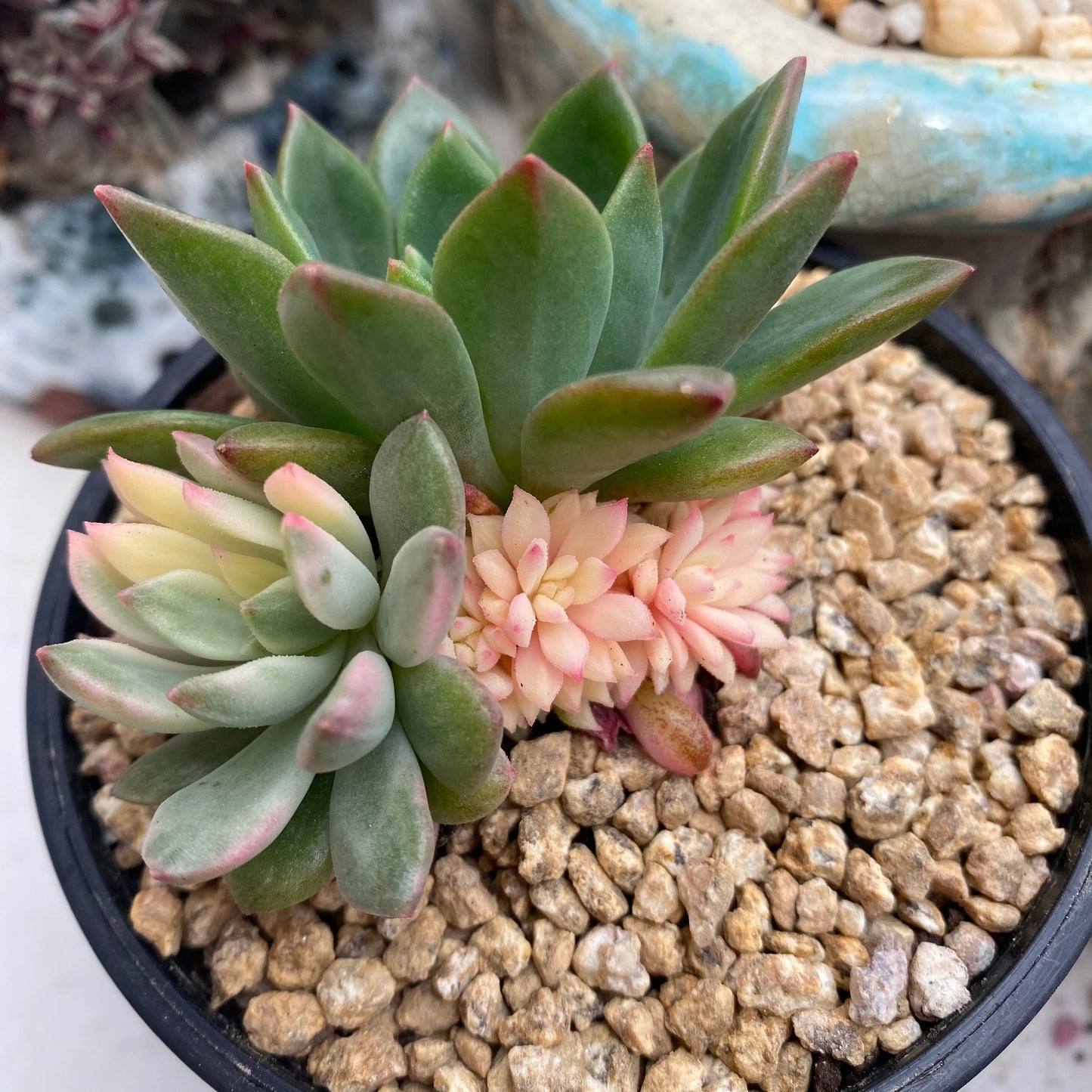 Echeveria green emerald variegata