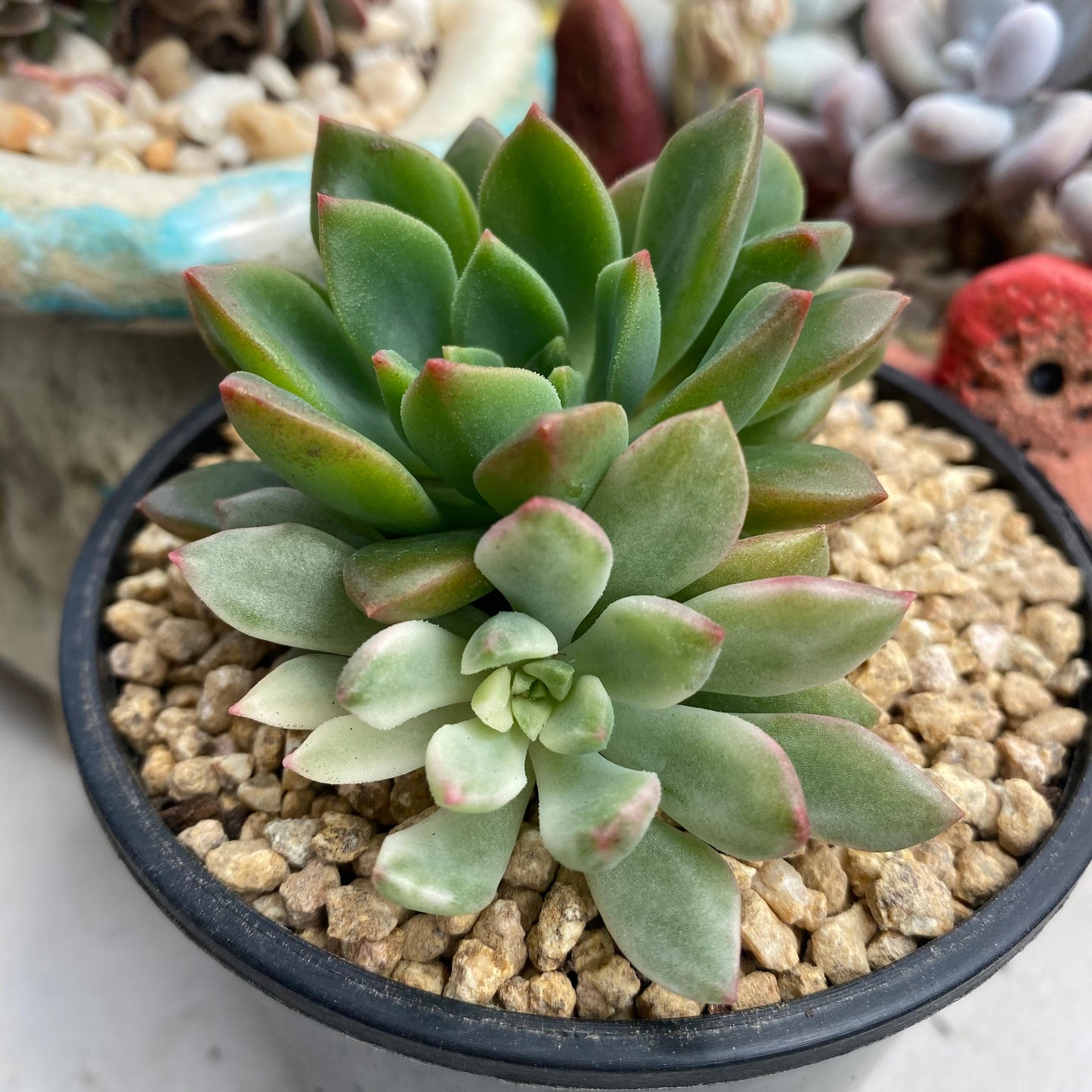 Echeveria green emerald variegata
