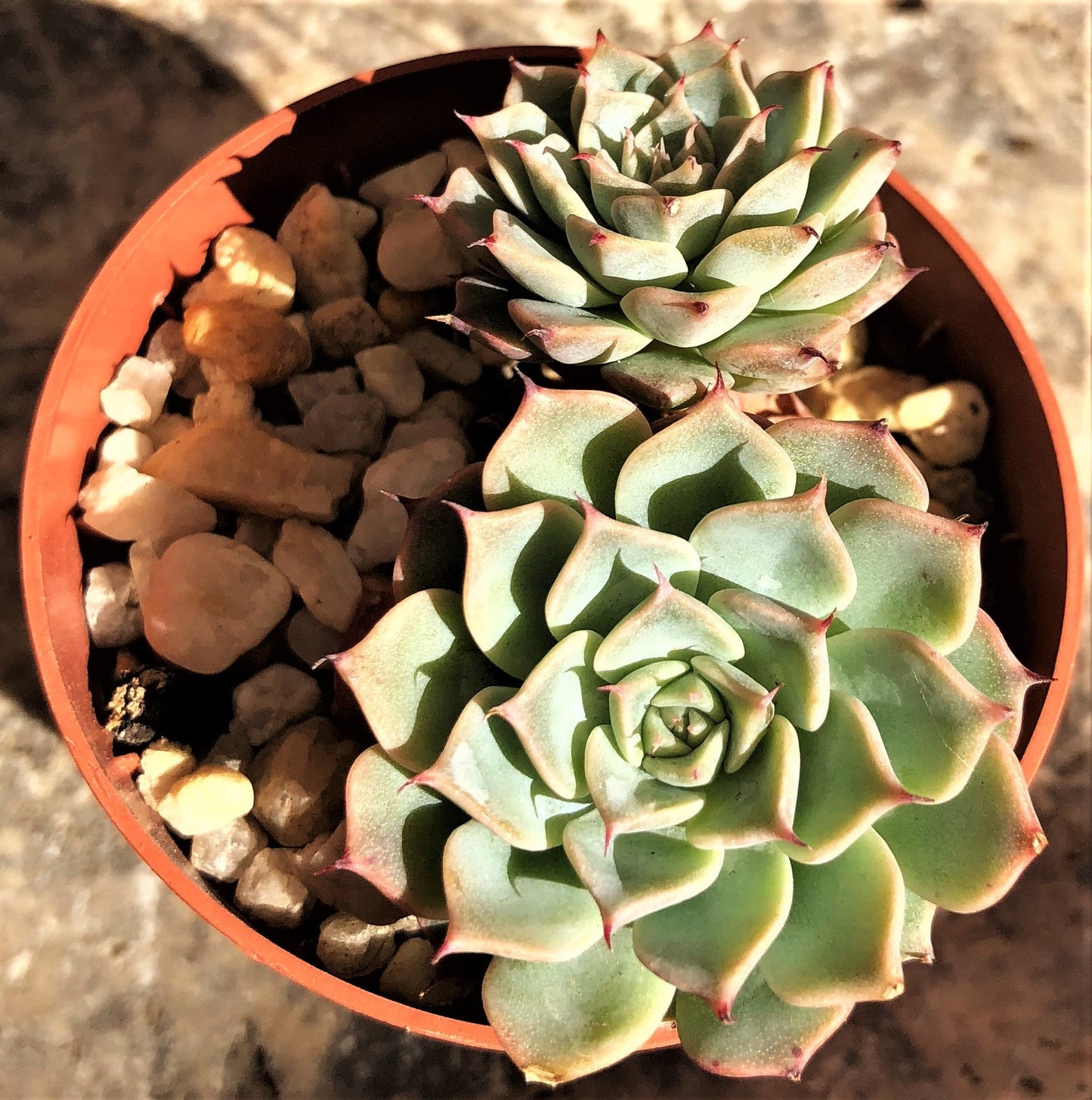 Echeveria halbingeri