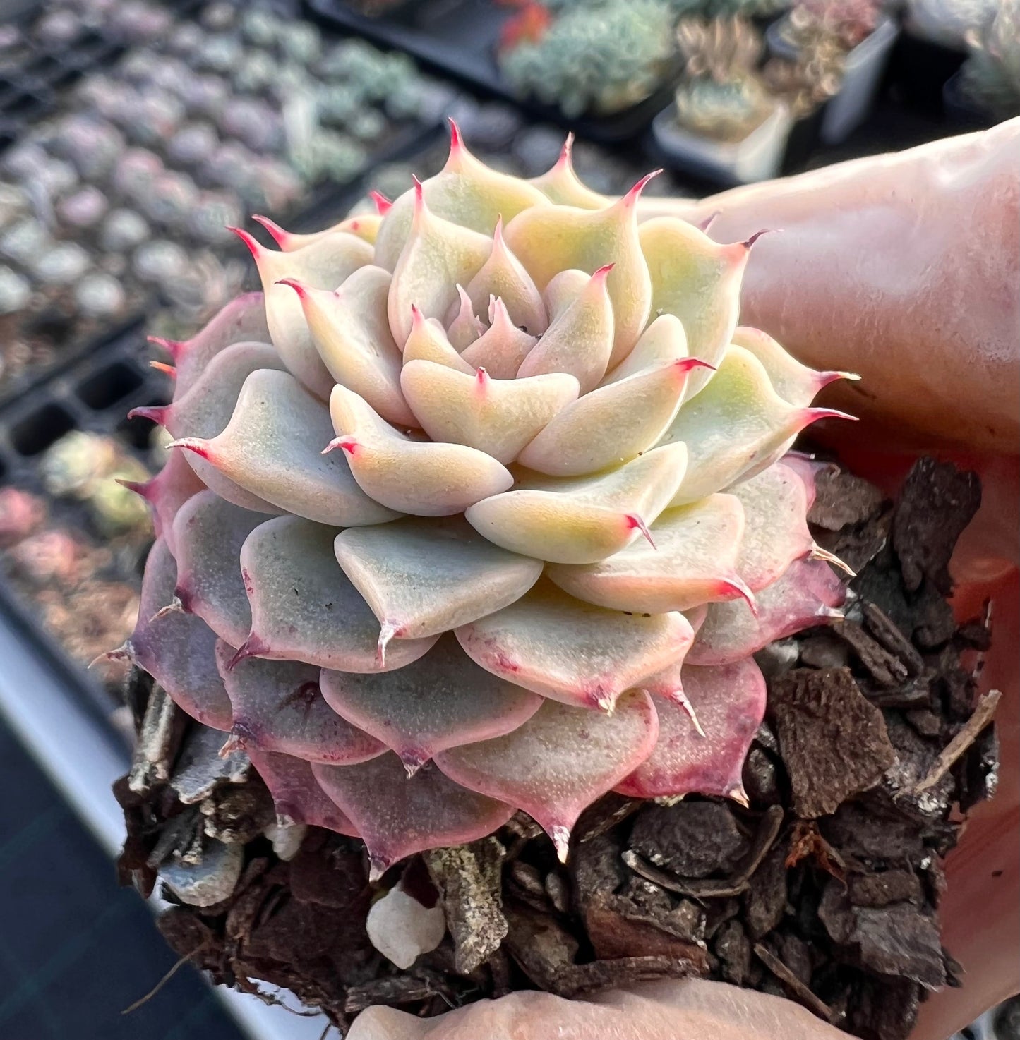 Echeveria halbingeri