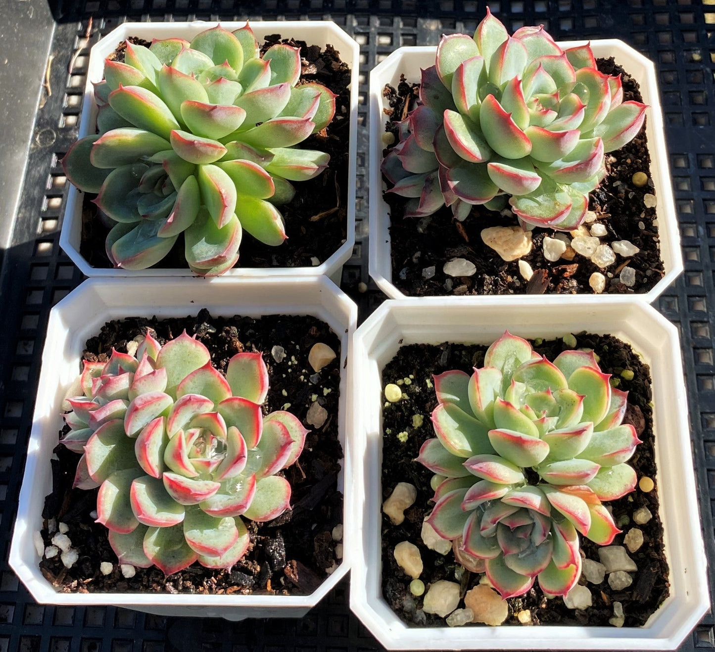 Echeveria haru urara