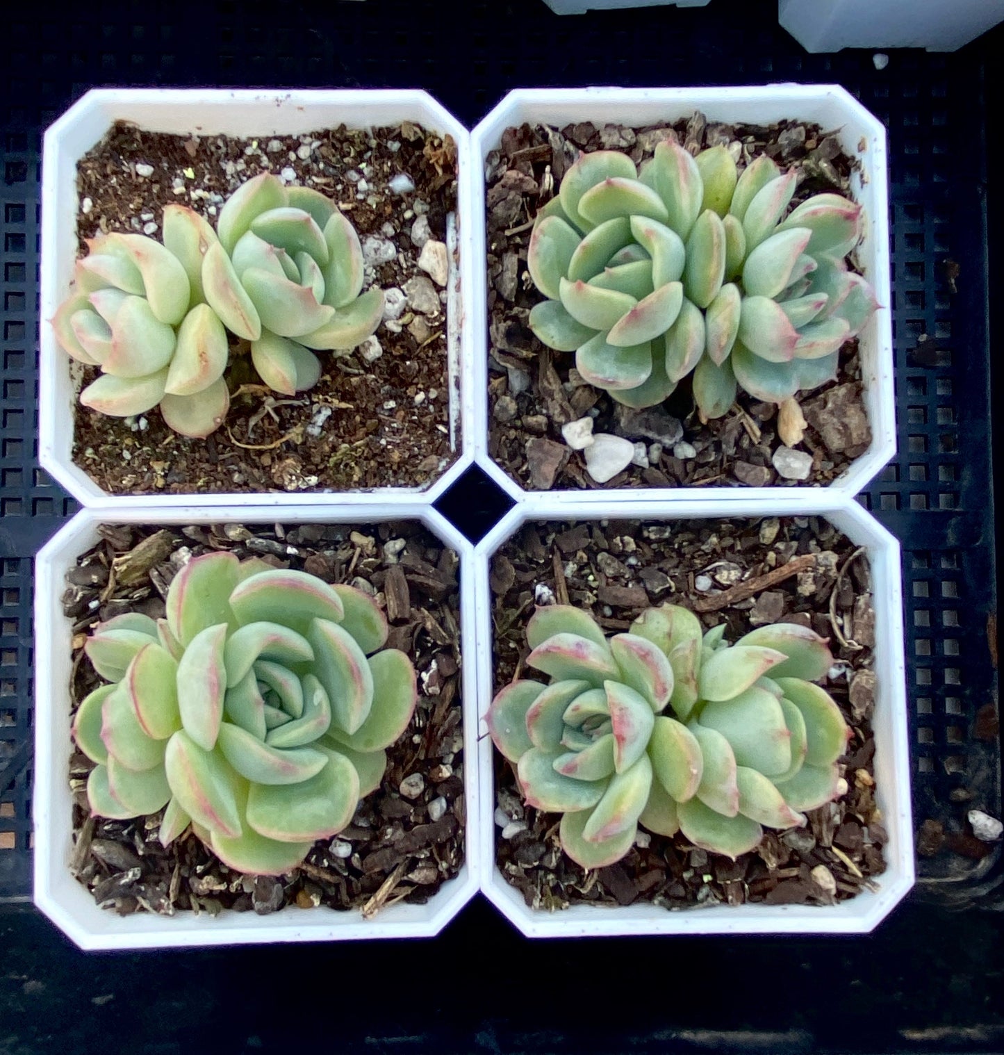Echeveria haru urara