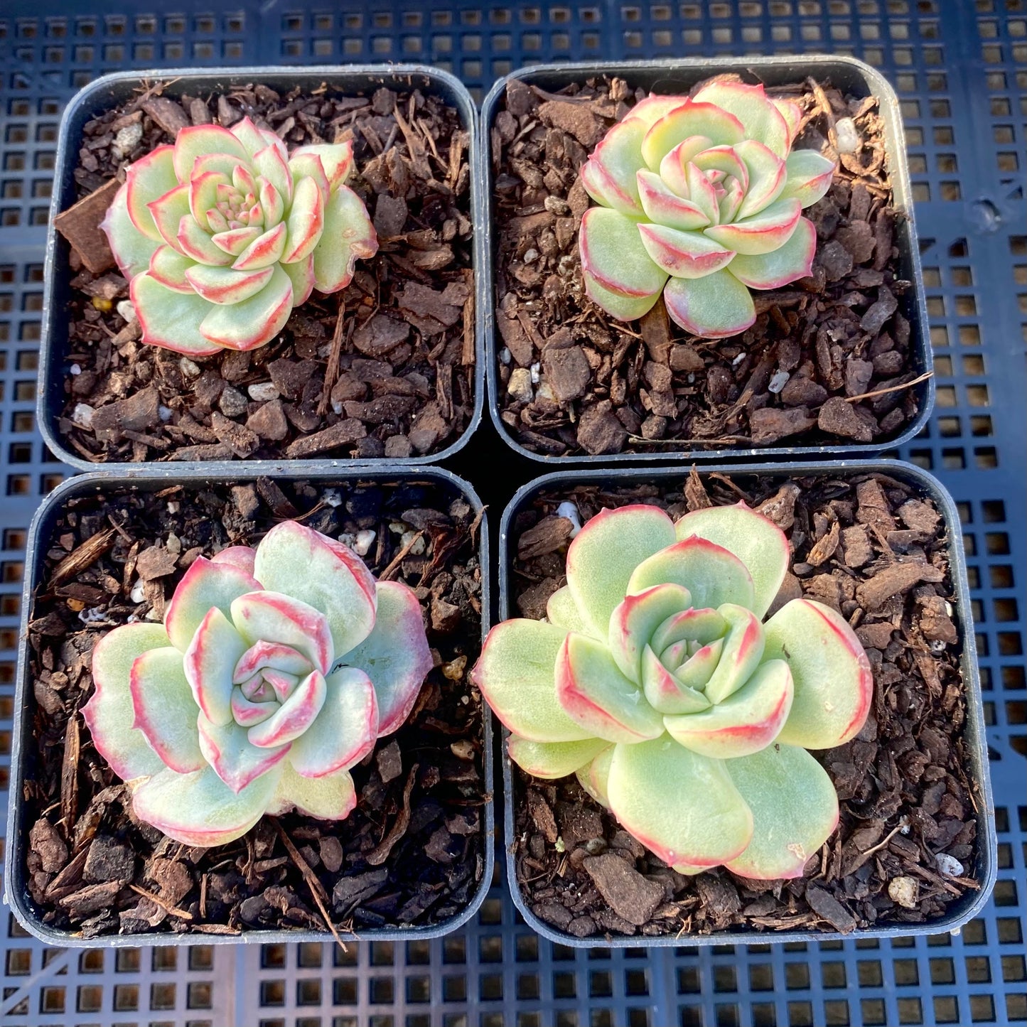 Echeveria haru urara monstrose