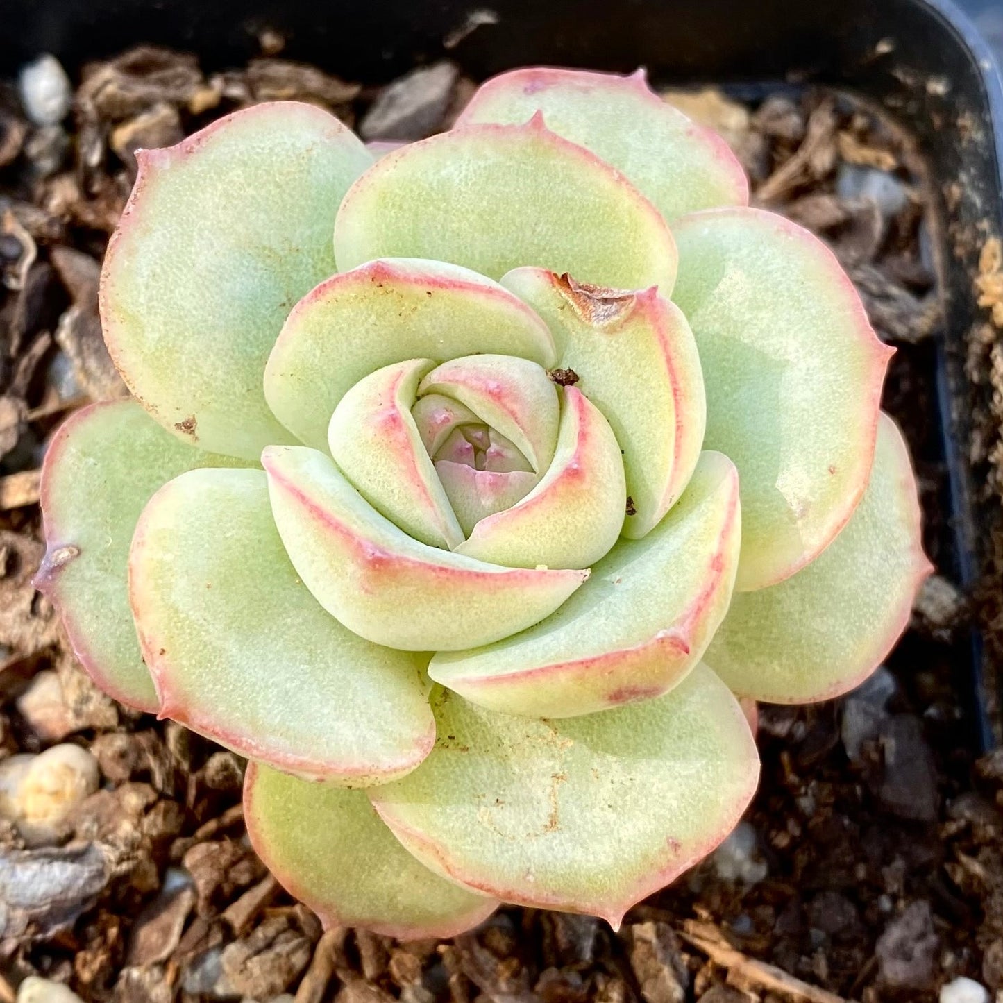 Echeveria haru urara monstrose