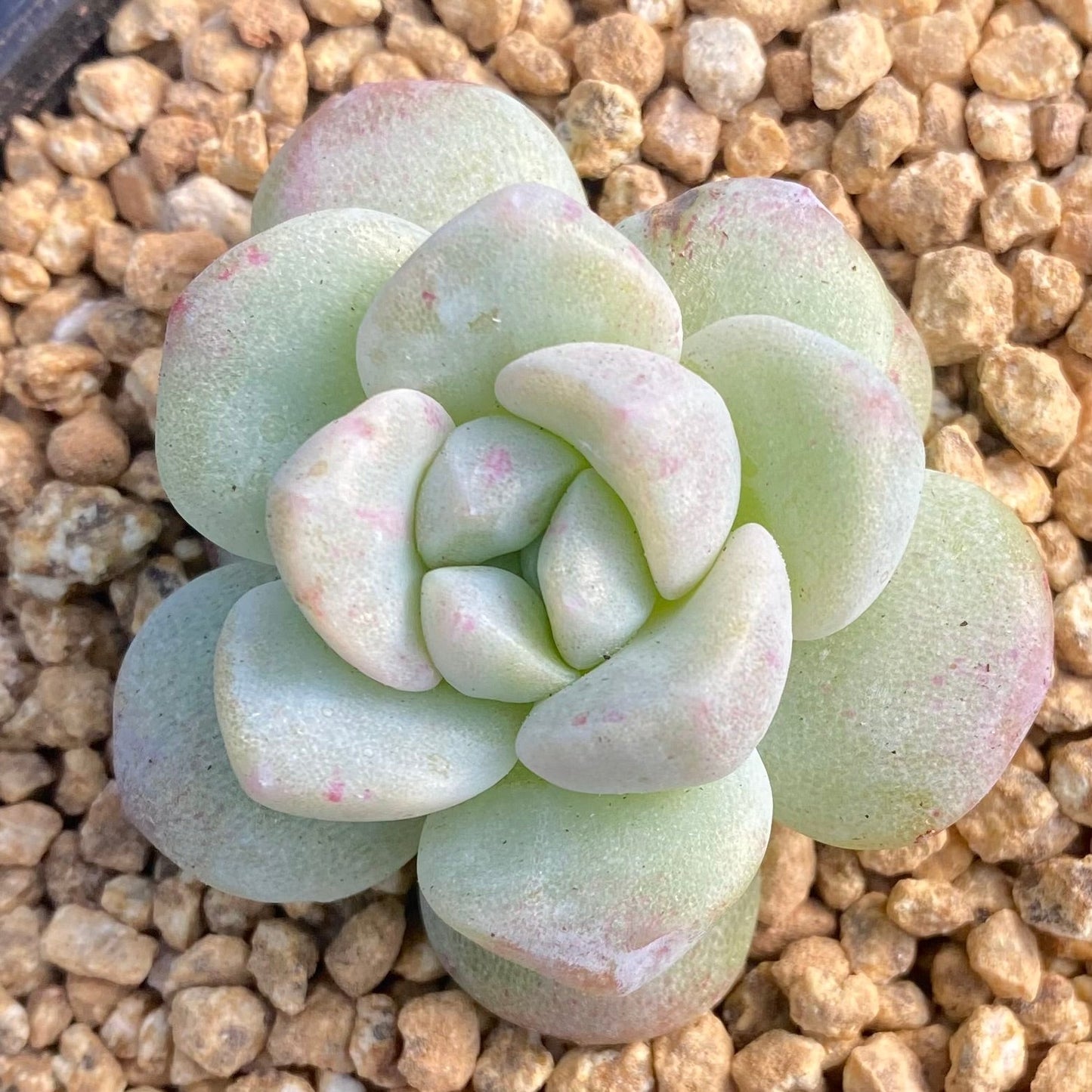 Echeveria ice green semi monstrose