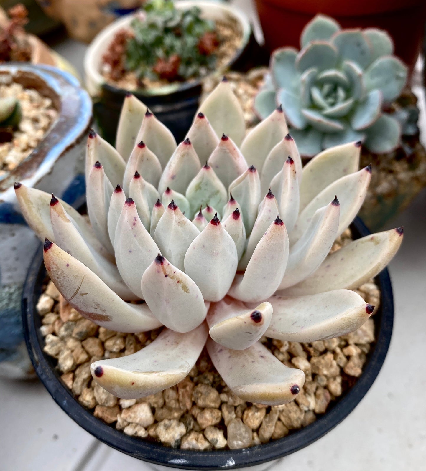 Echeveria joyful