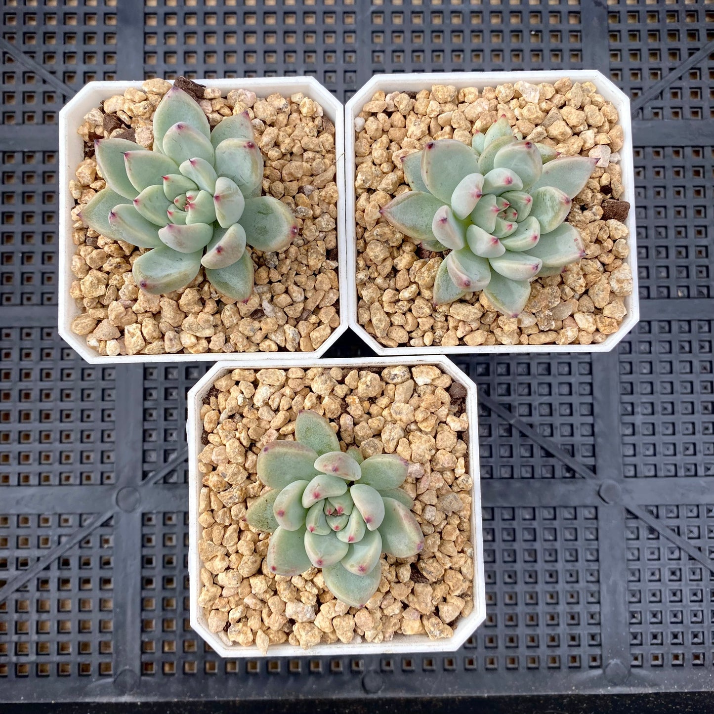 Echeveria joyful