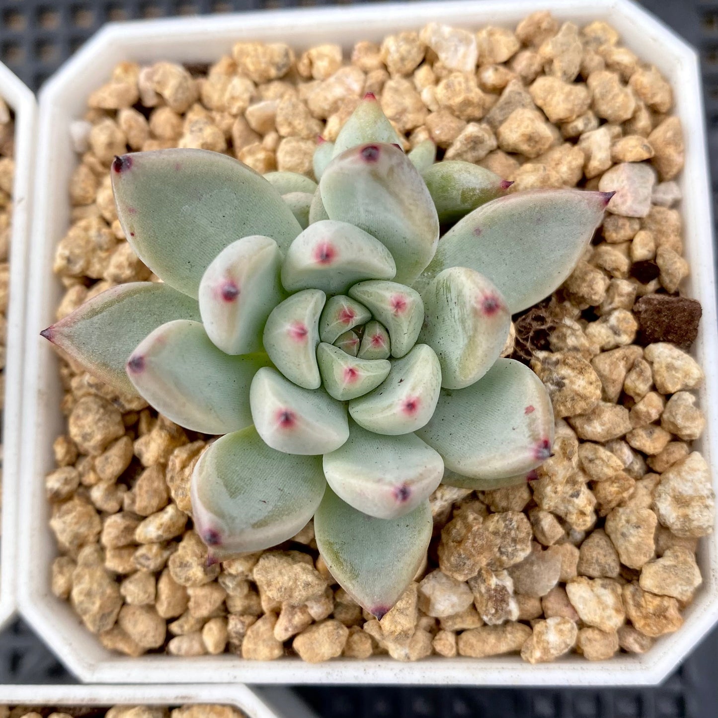 Echeveria joyful