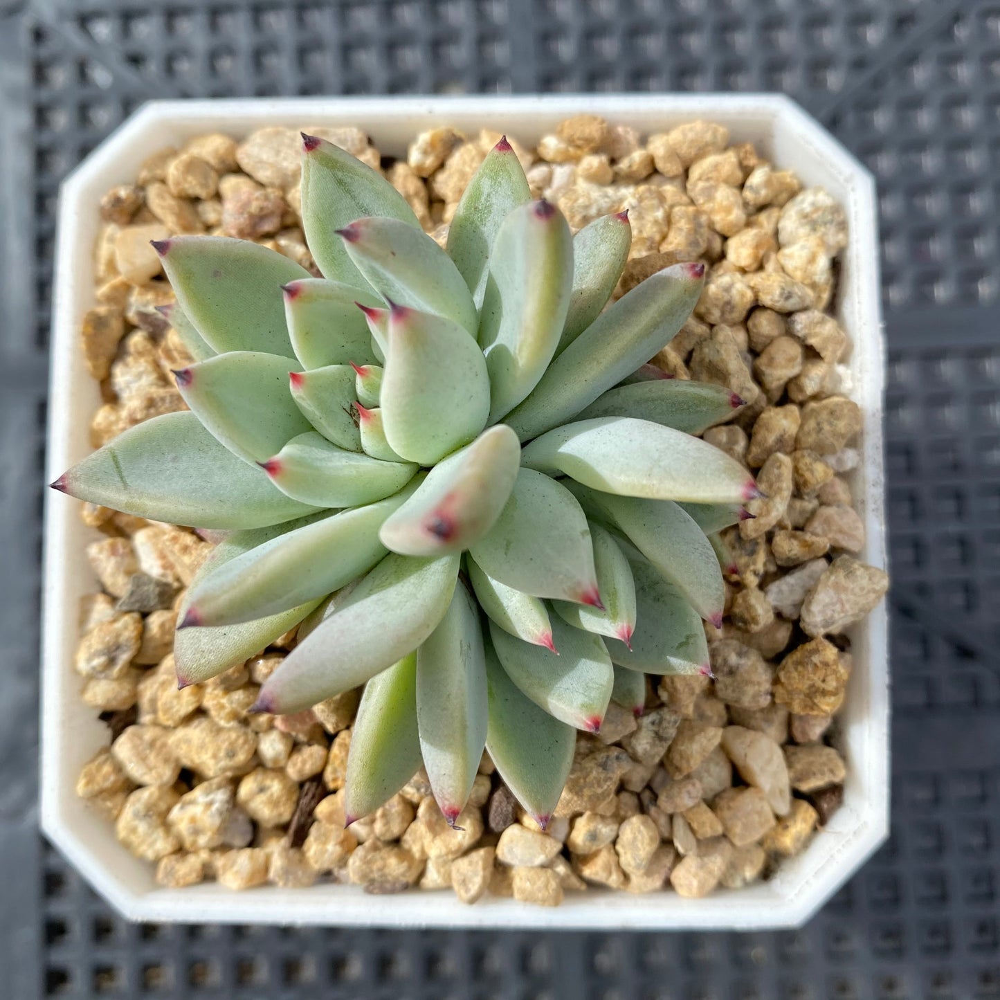 Echeveria joyful