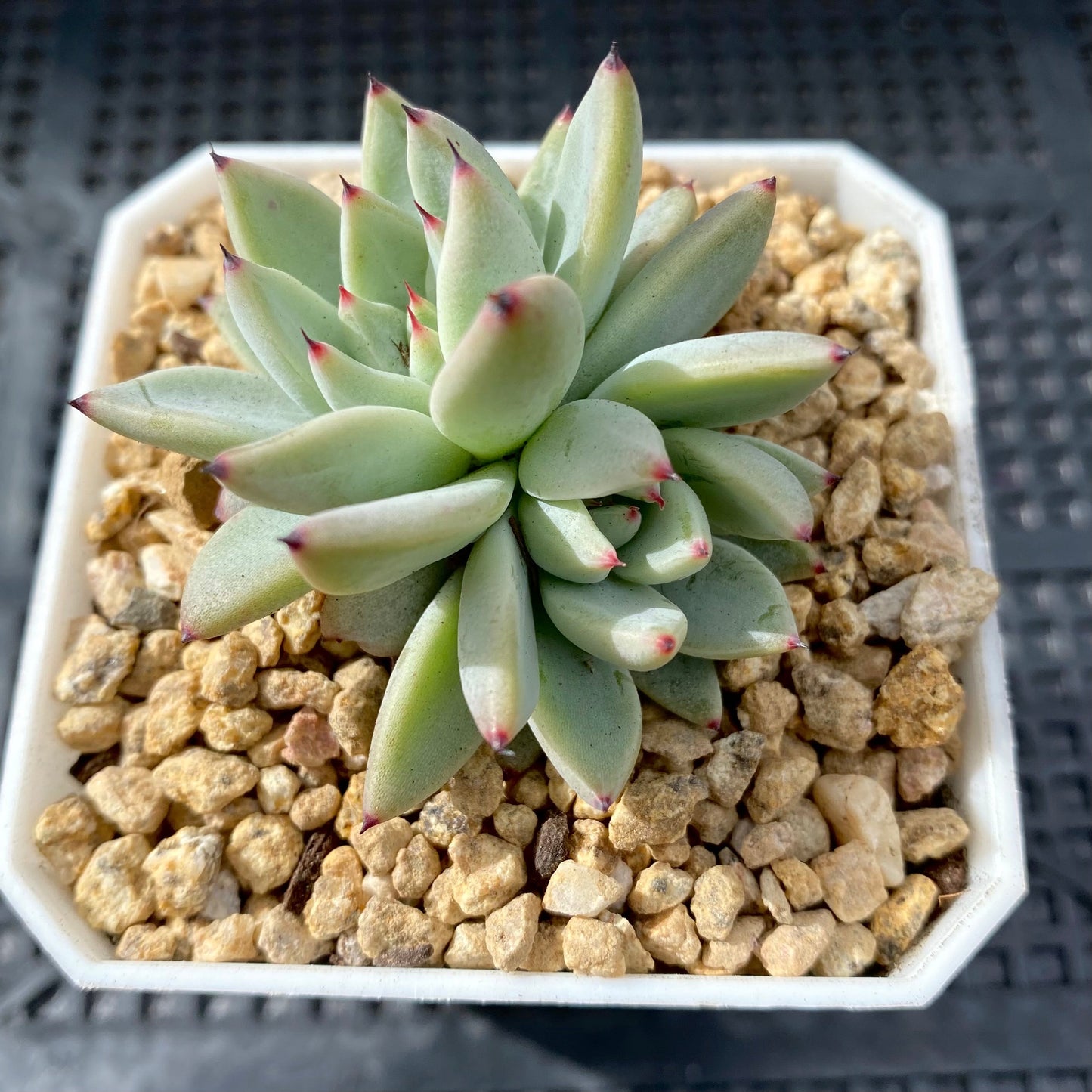 Echeveria joyful