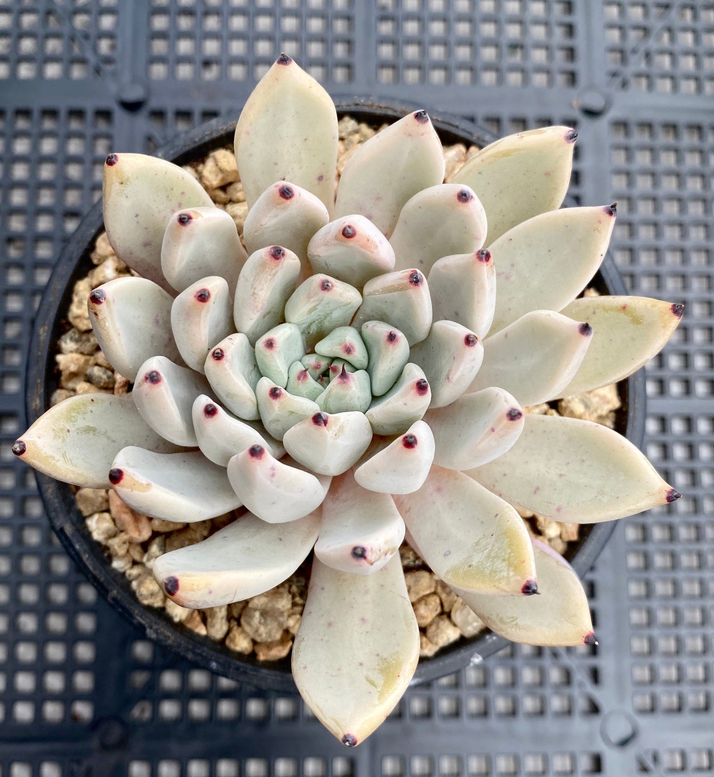 Echeveria joyful
