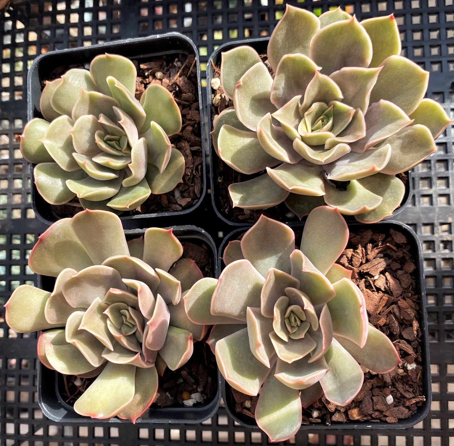 Echeveria kisses
