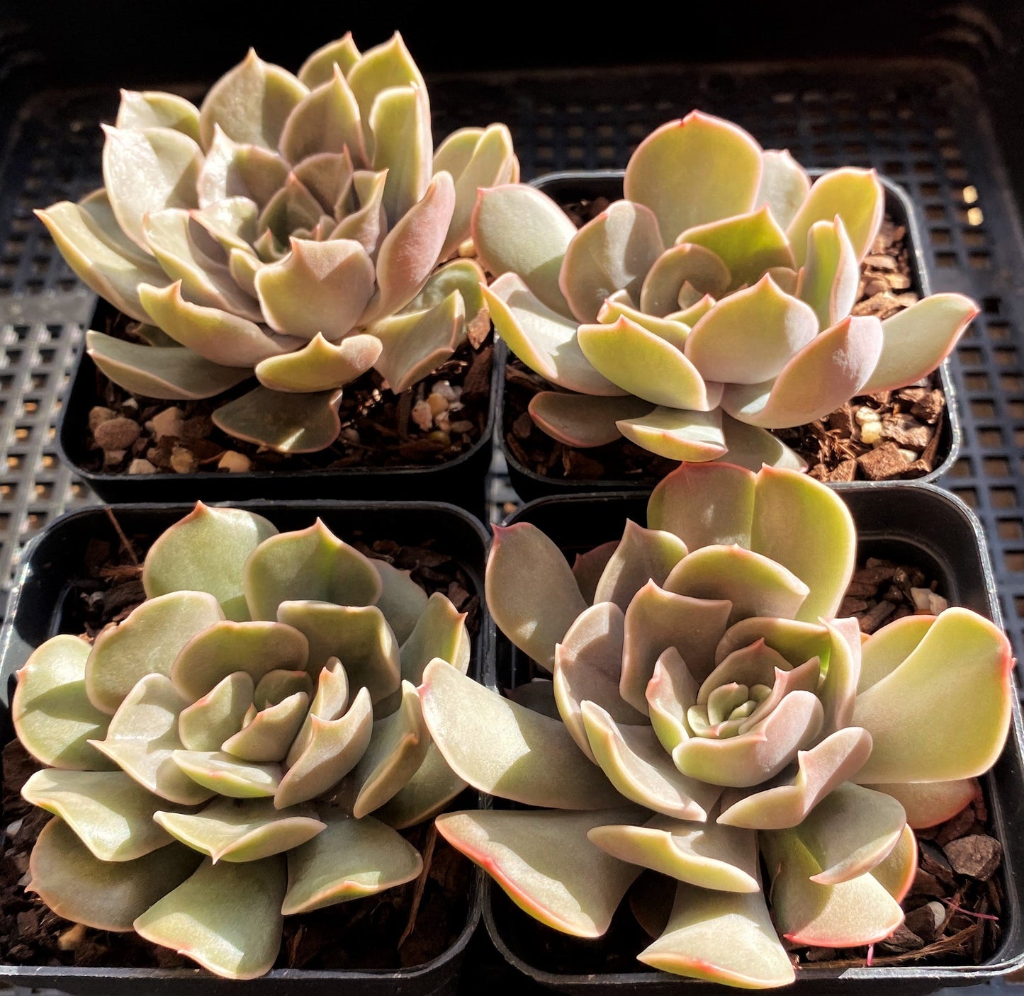Echeveria kisses