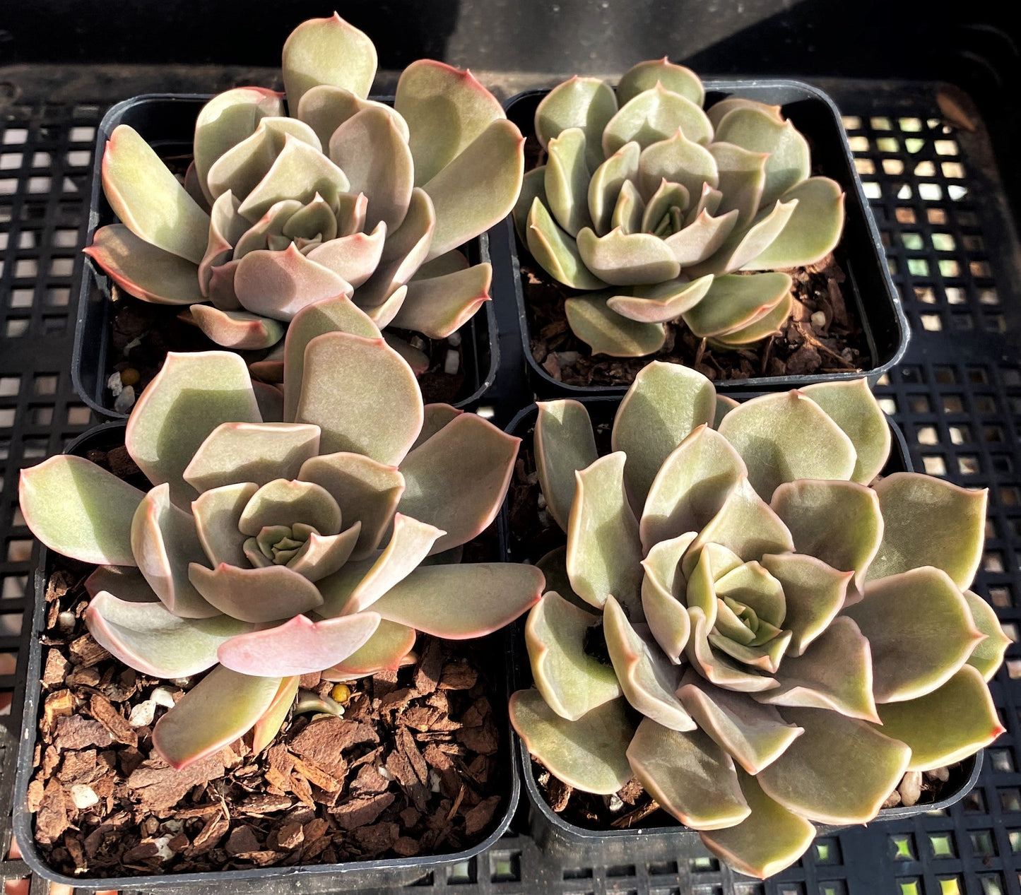 Echeveria kisses