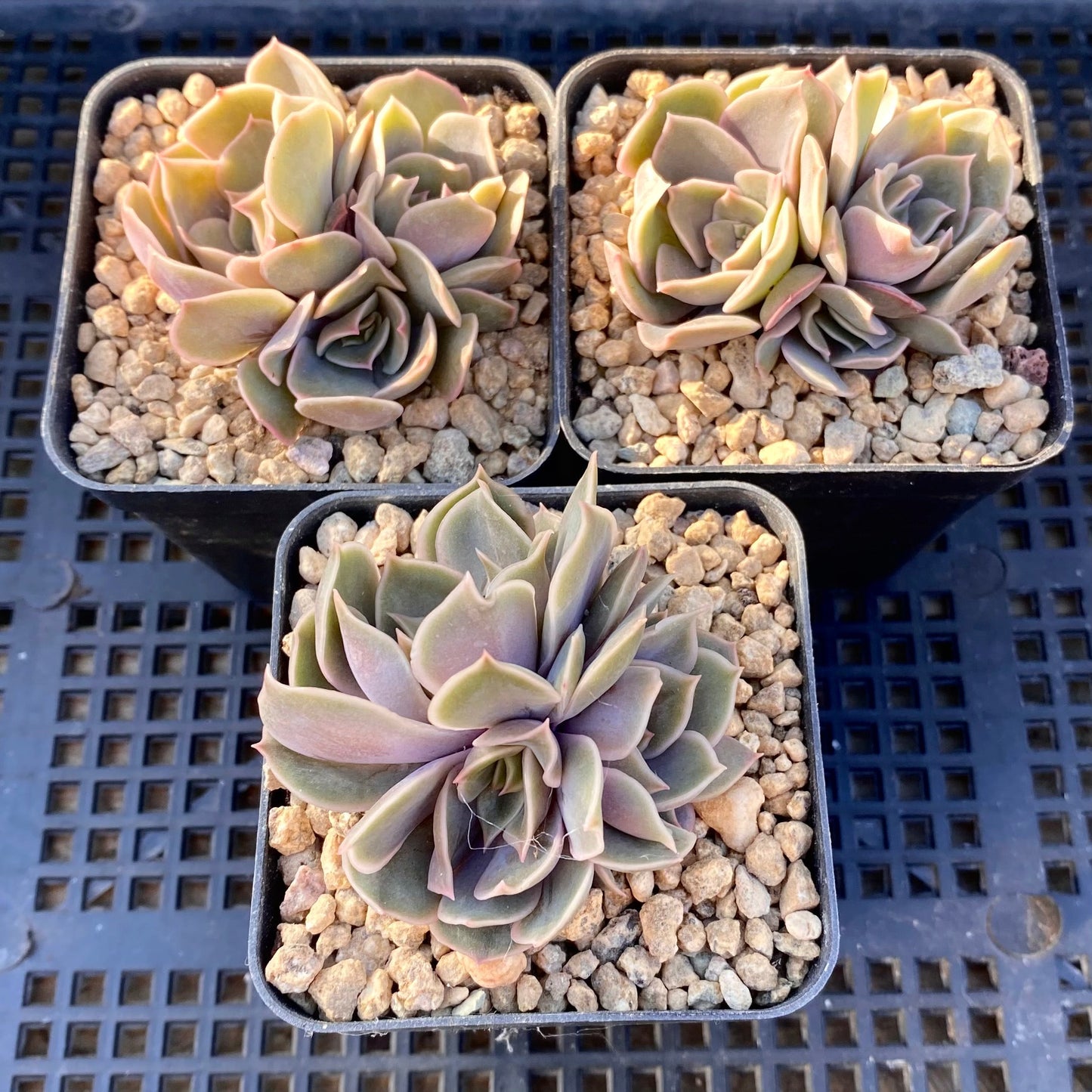 Echeveria kisses