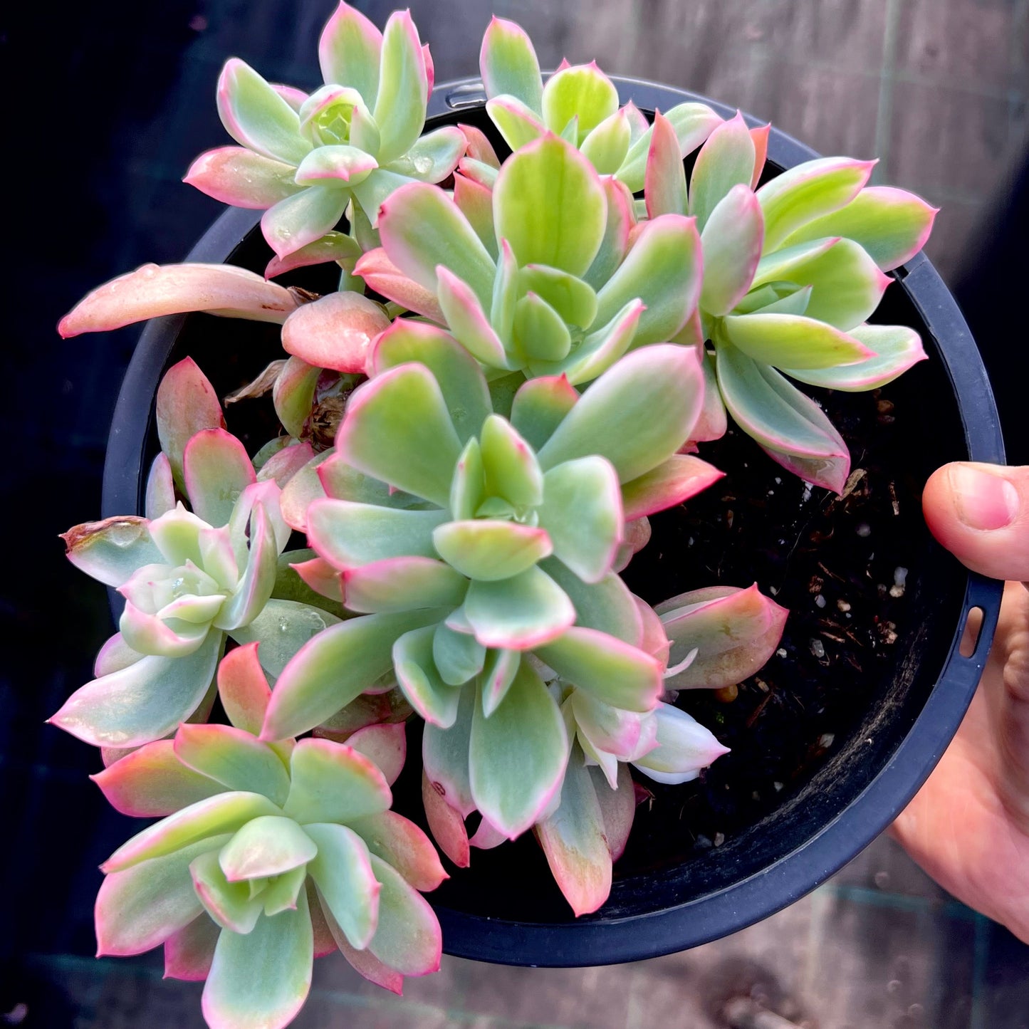 Echeveria lemon lime variegated