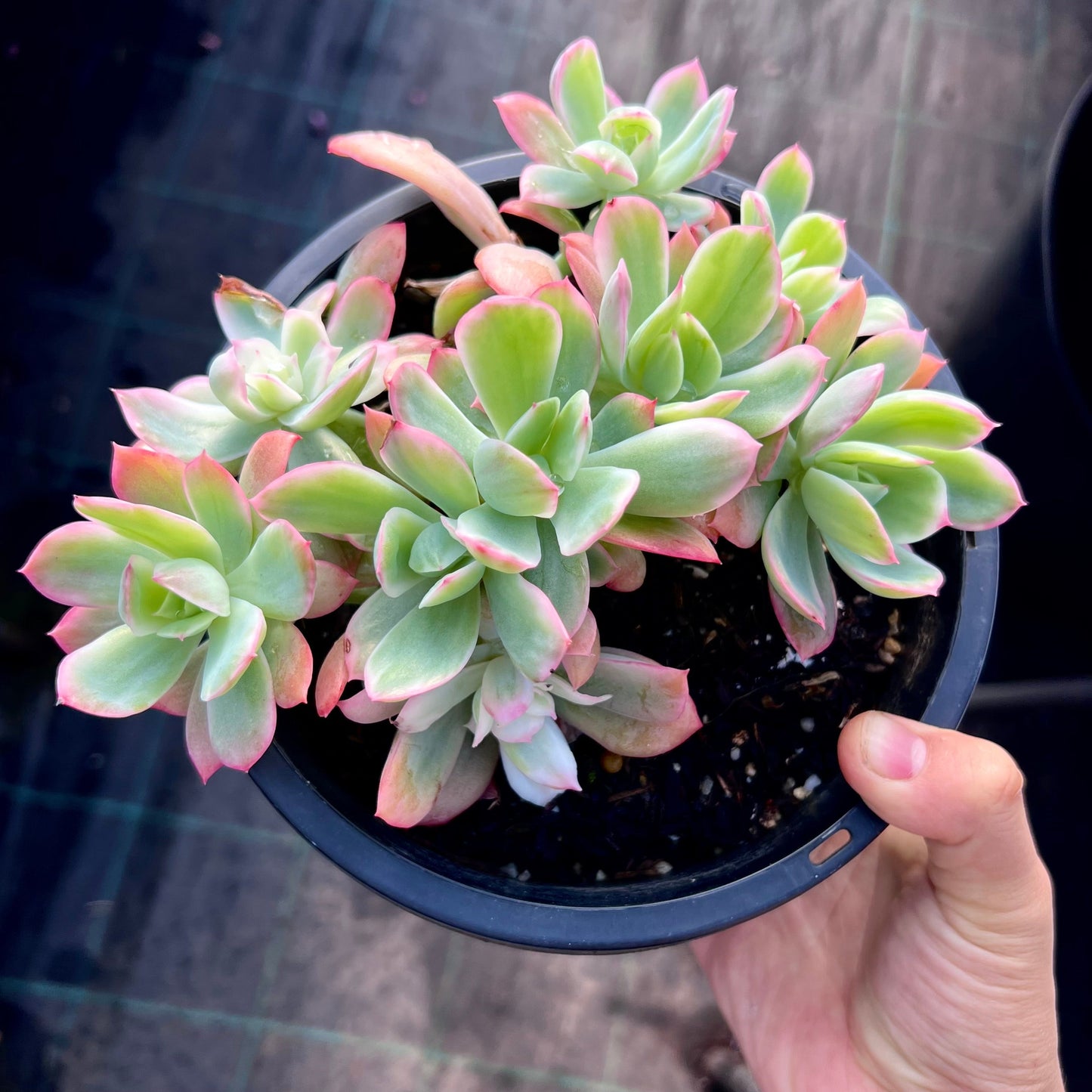 Echeveria lemon lime variegated