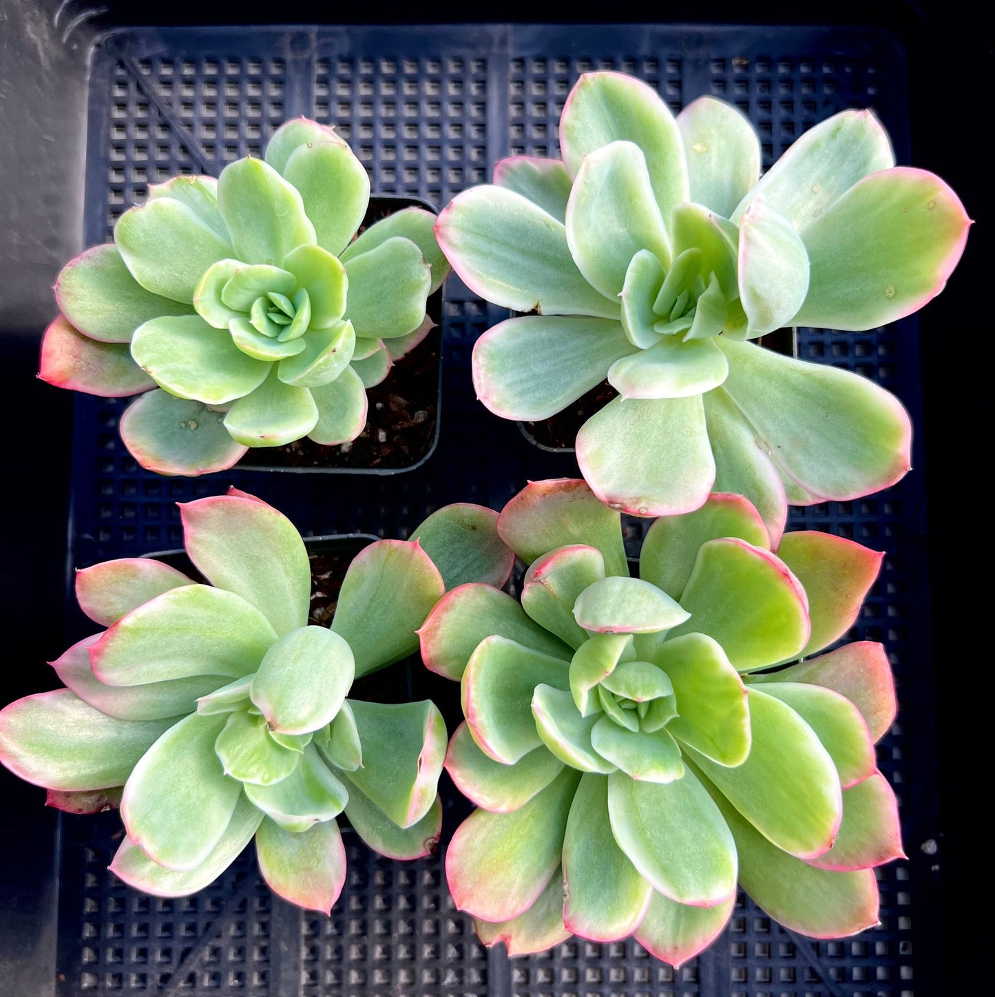 Echeveria lemon lime variegated