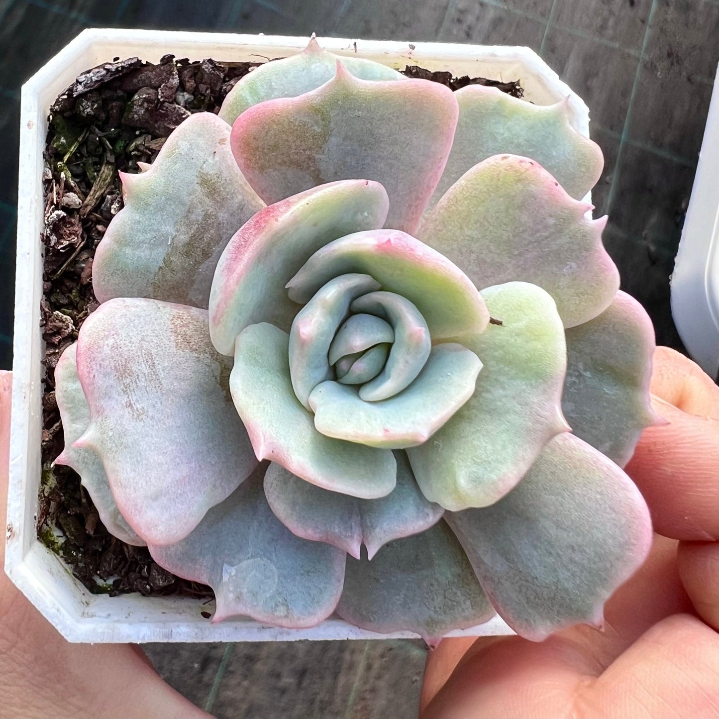Echeveria Lola monstrose