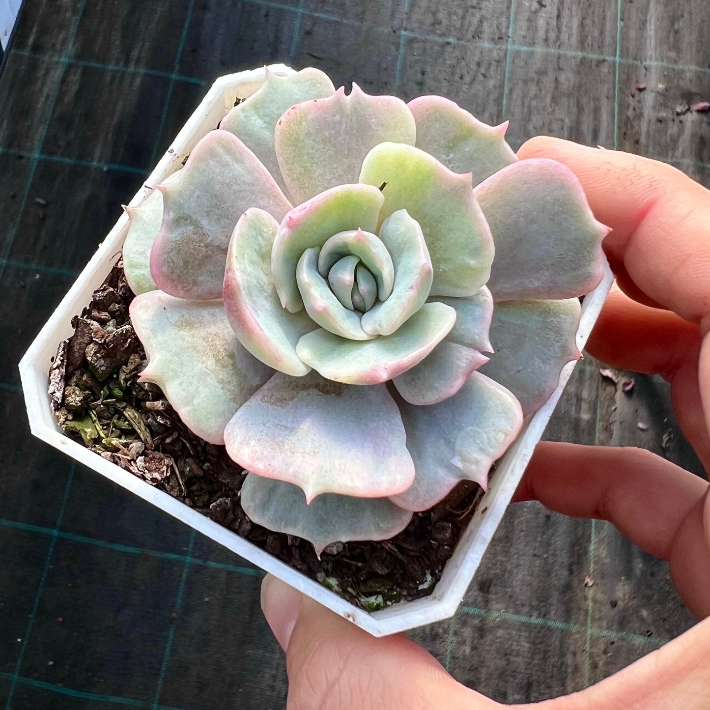 Echeveria Lola monstrose