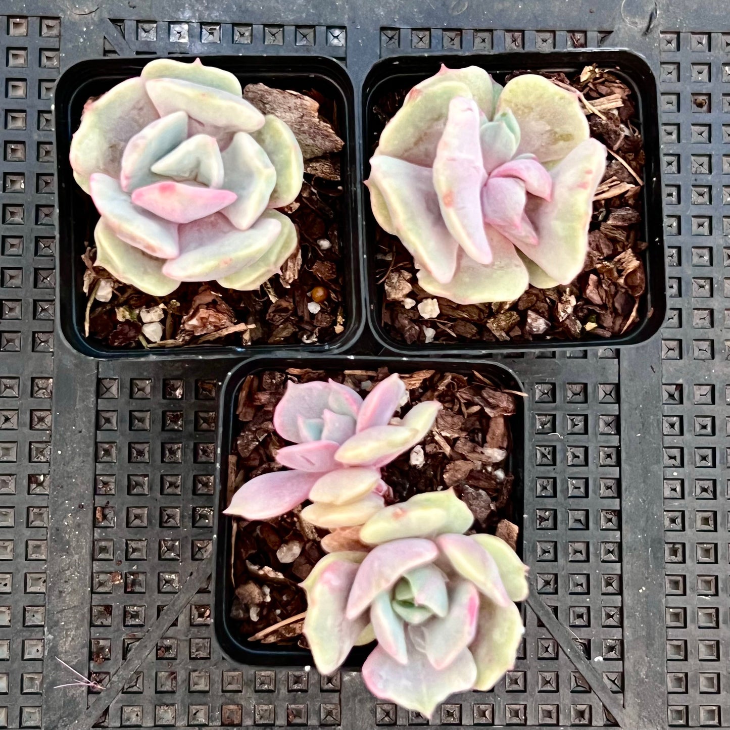 Echeveria Lola monstrose