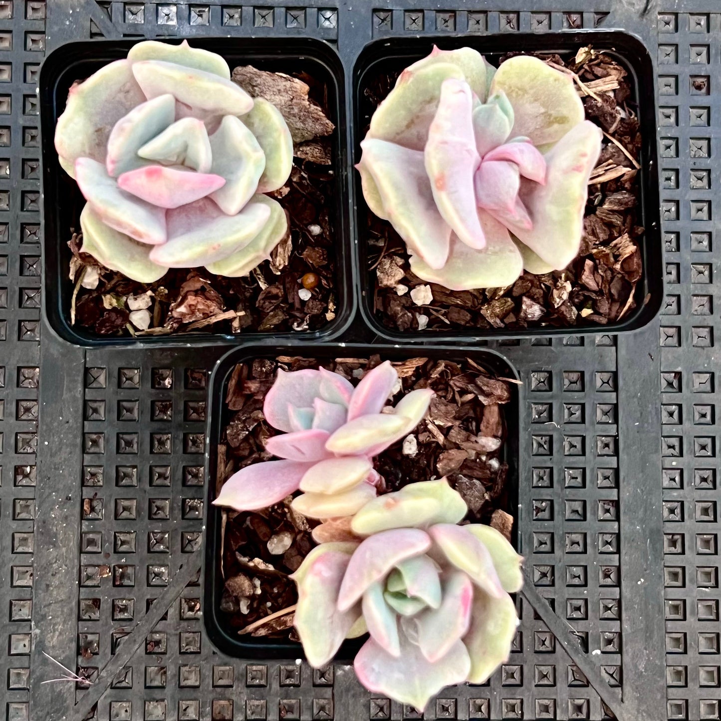 Echeveria Lola monstrose