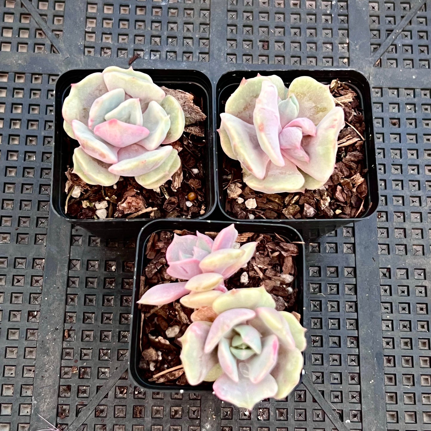 Echeveria Lola monstrose