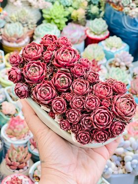 Echeveria longissima round leaf form