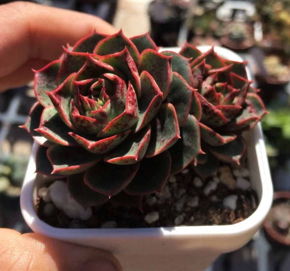Echeveria longissima round leaf form