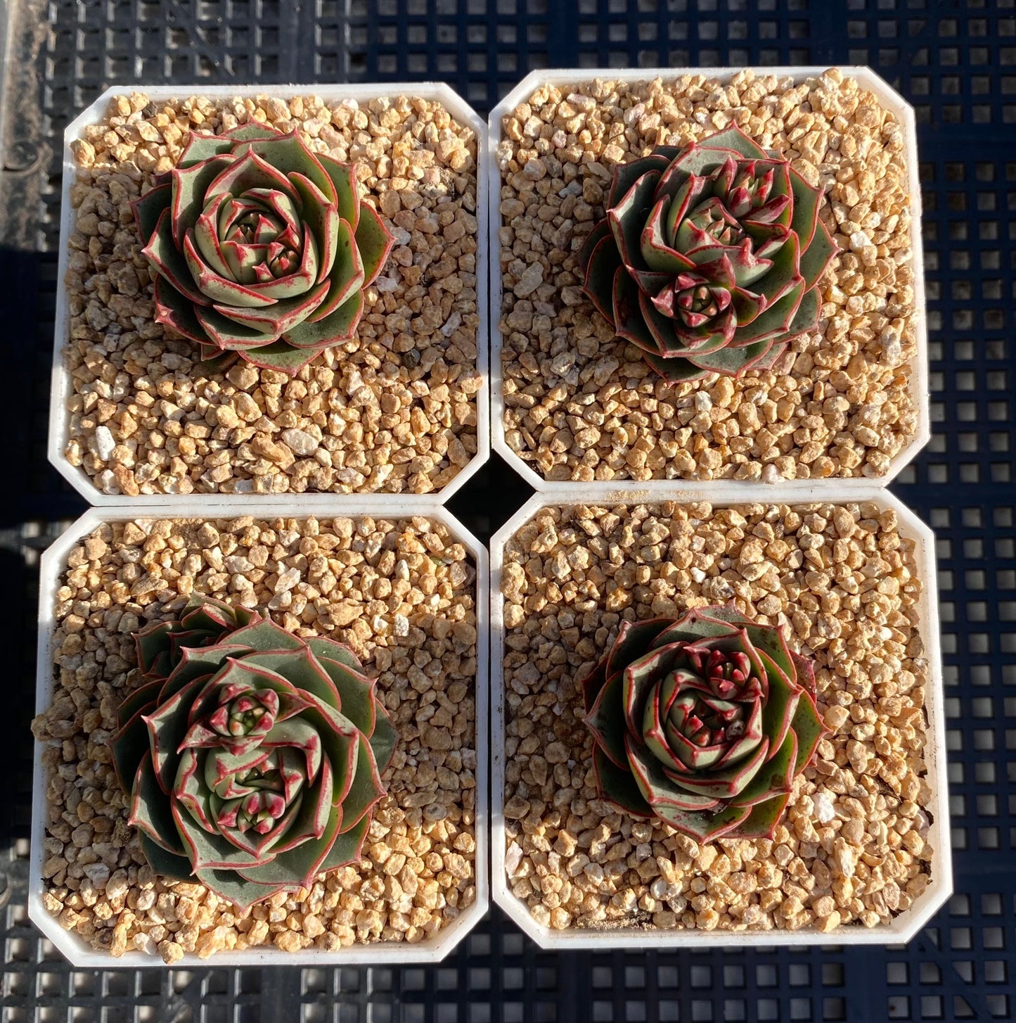 Echeveria longissima round leaf form