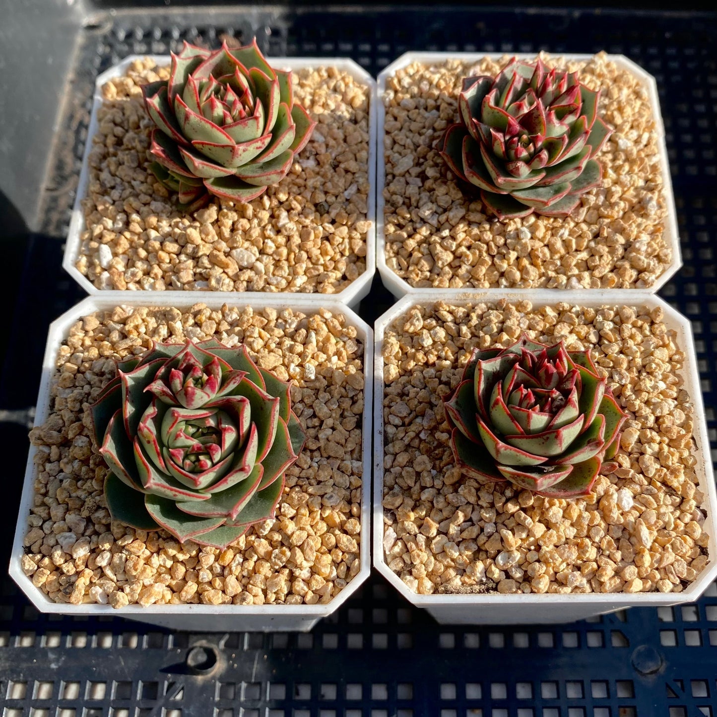 Echeveria longissima round leaf form