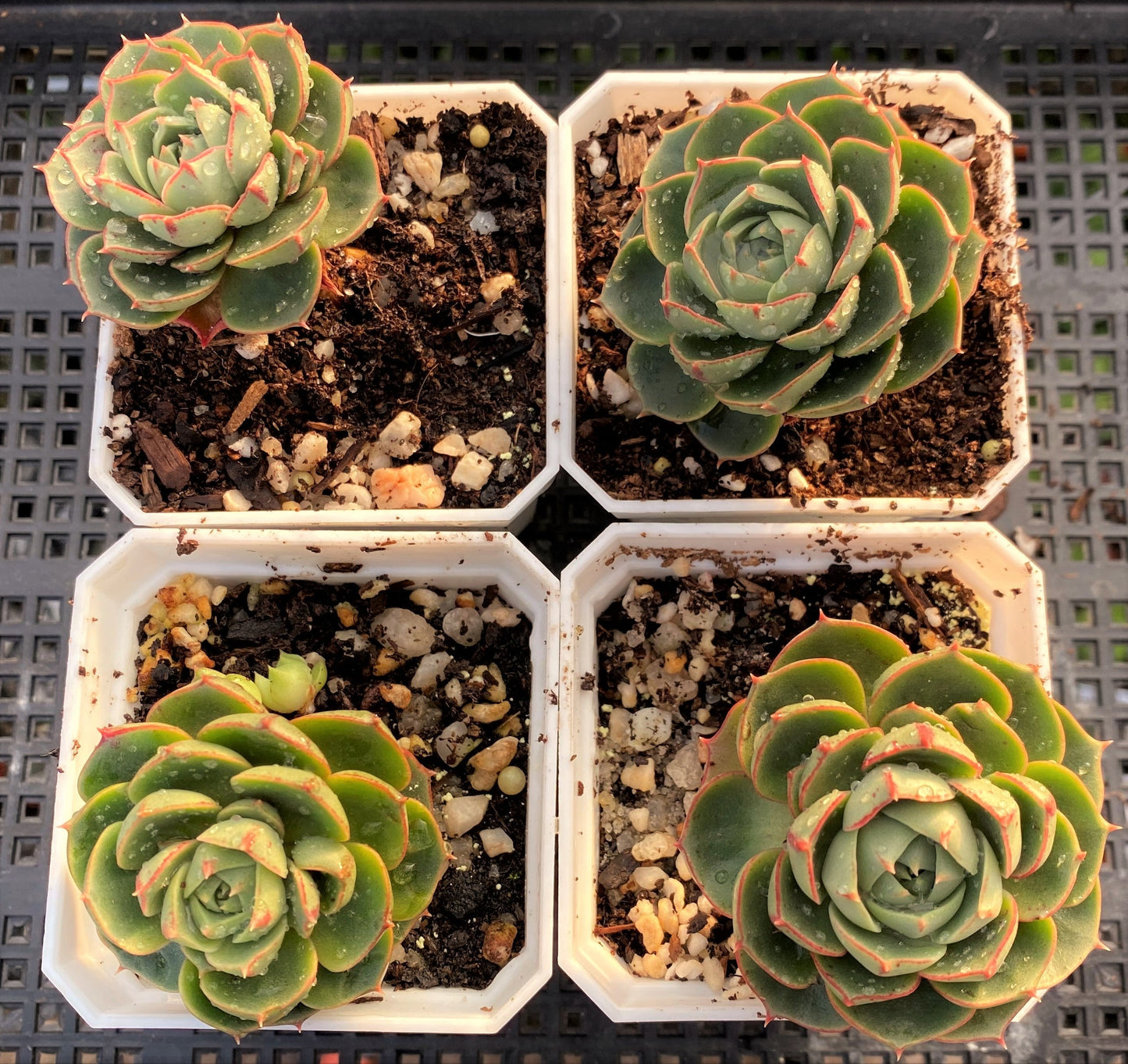 Echeveria longissima round leaf form