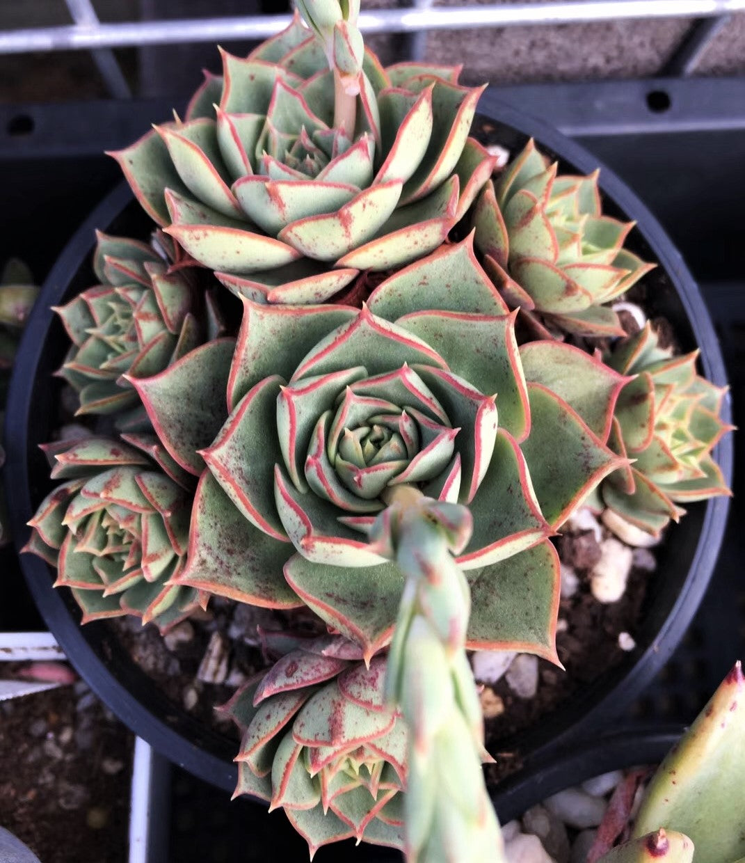 Echeveria longissima round leaf form