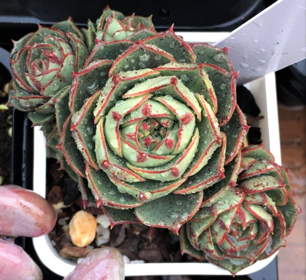 Echeveria longissima round leaf form