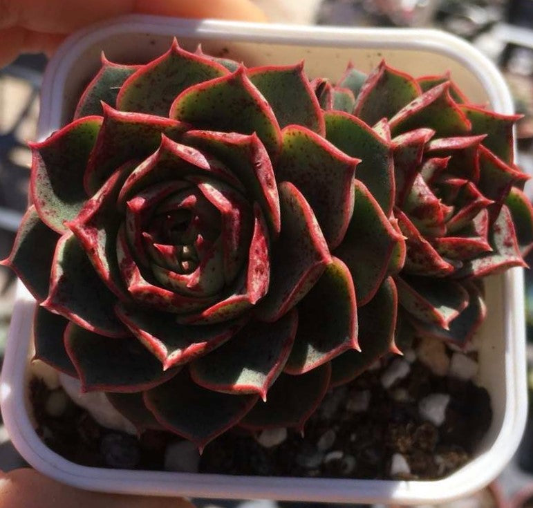 Echeveria longissima round leaf form