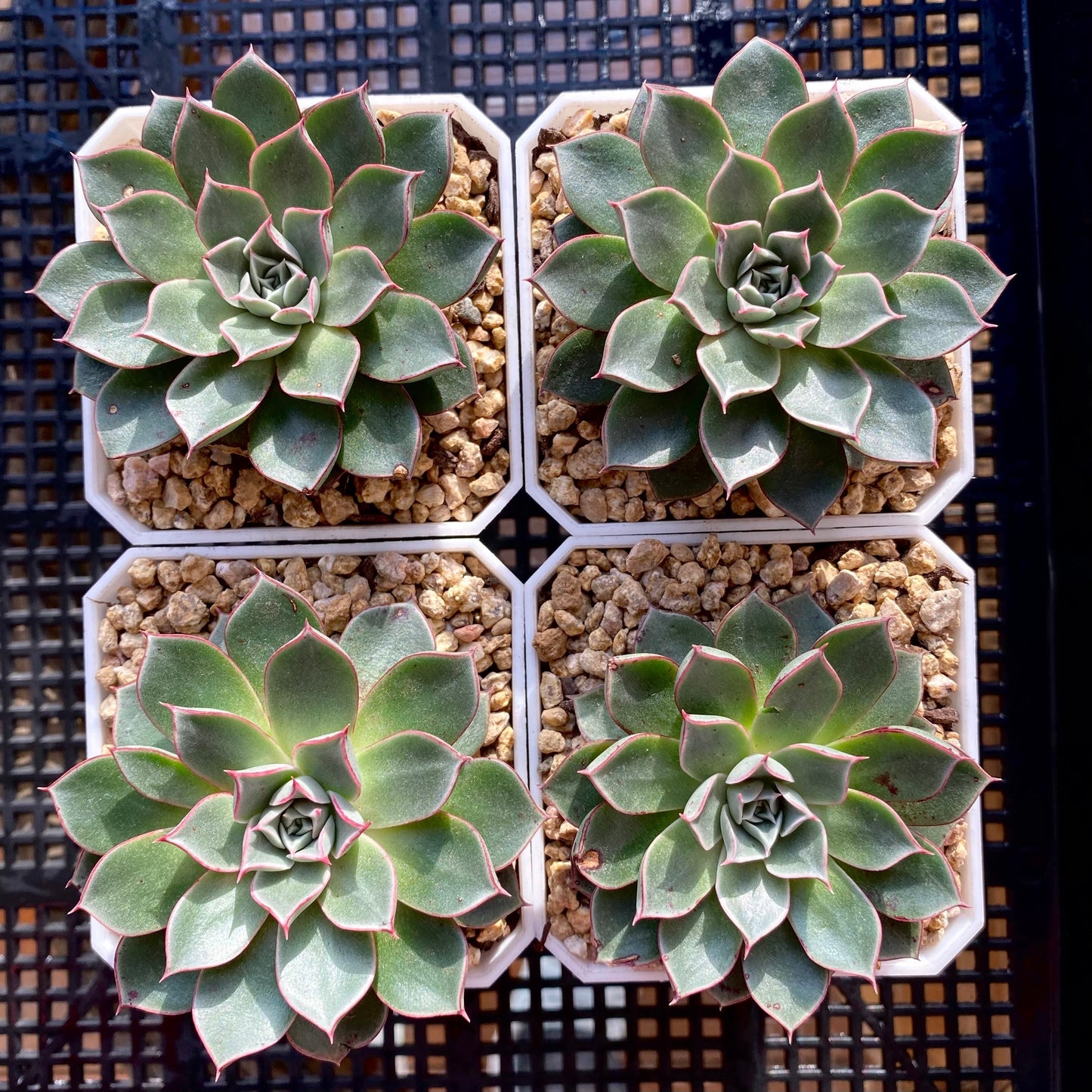 Echeveria longissima var. aztatlensis