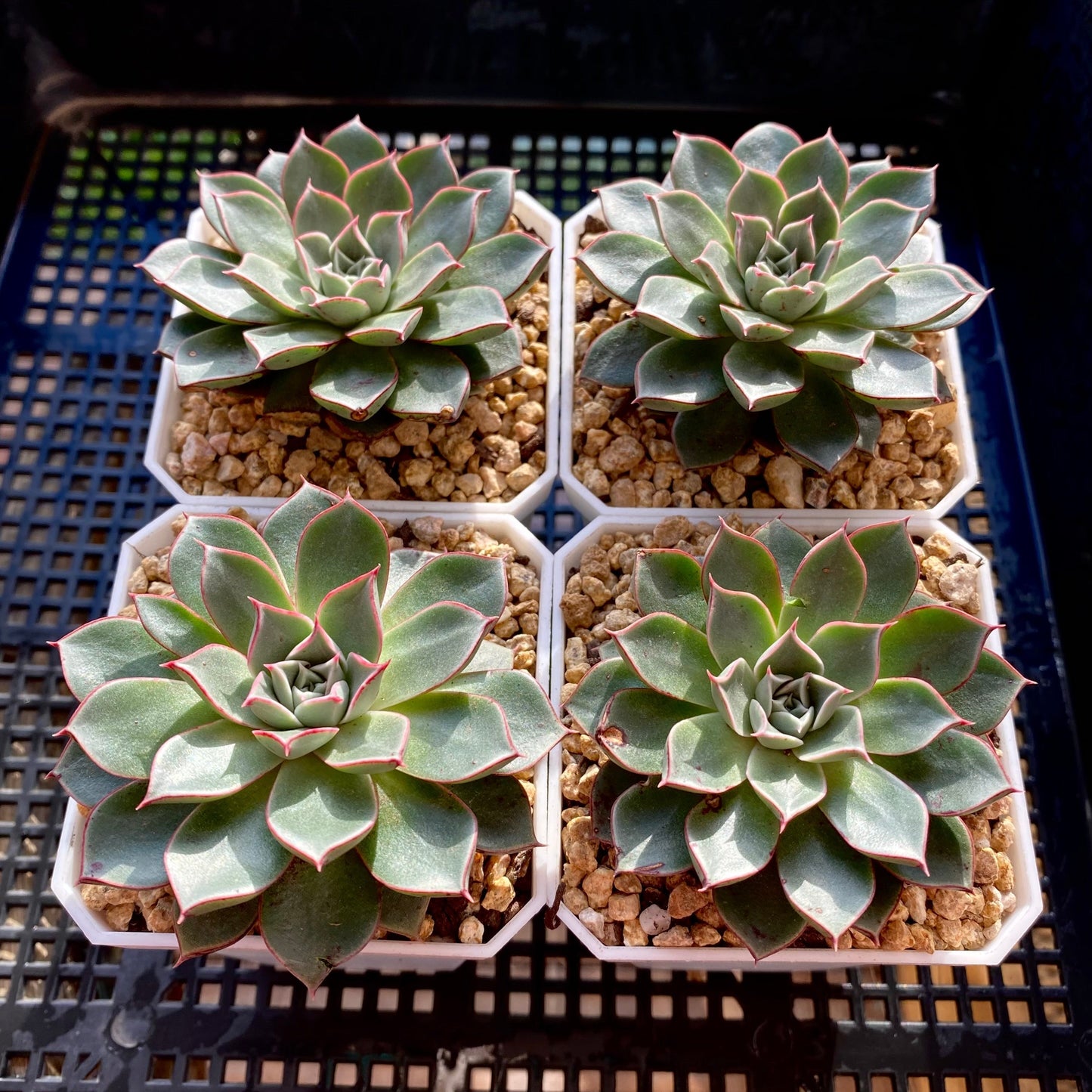 Echeveria longissima var. aztatlensis