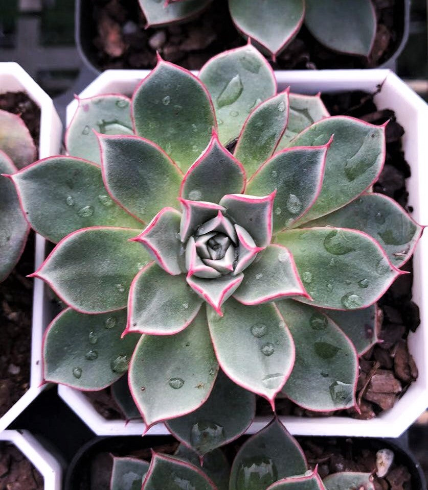 Echeveria longissima var. aztatlensis
