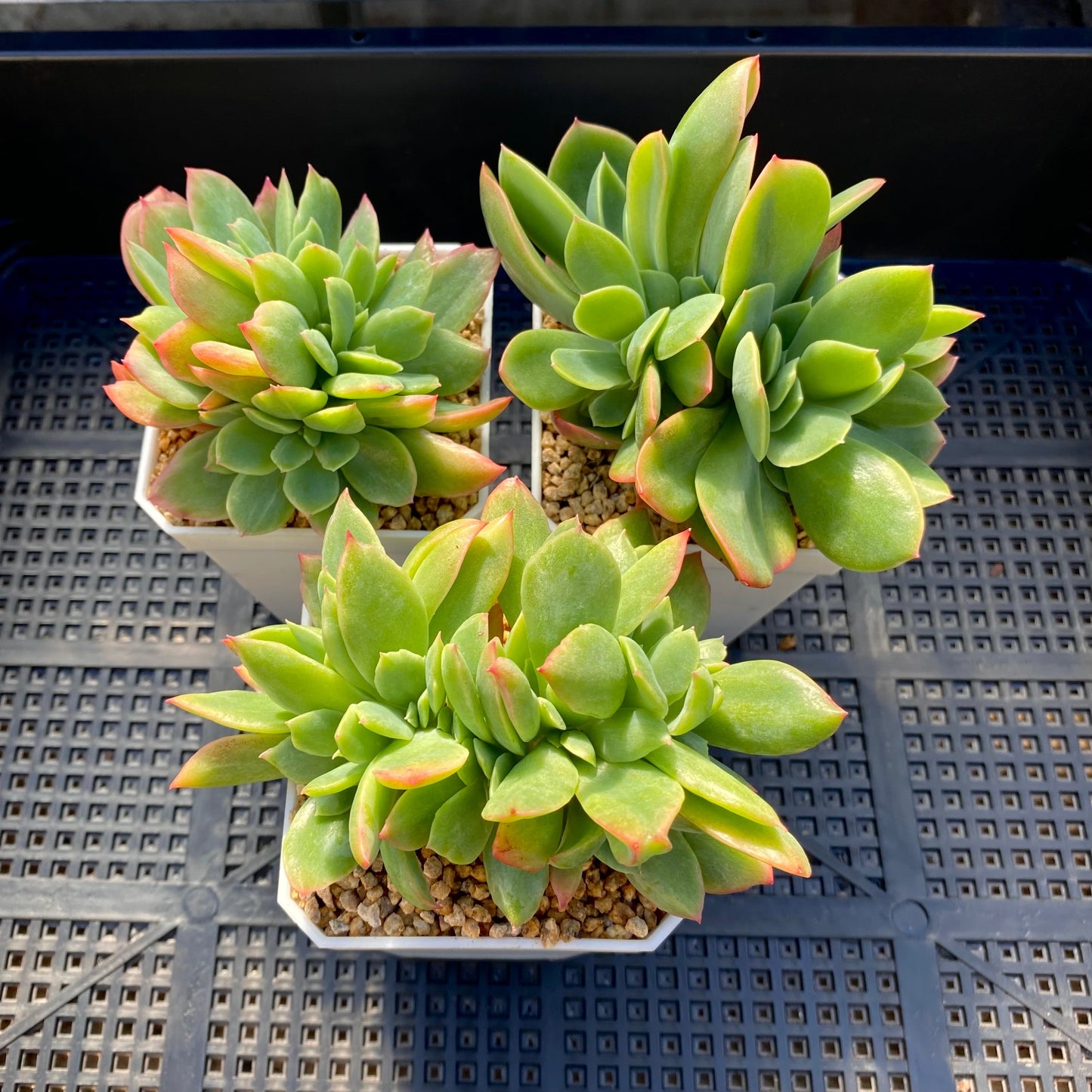 Echeveria low