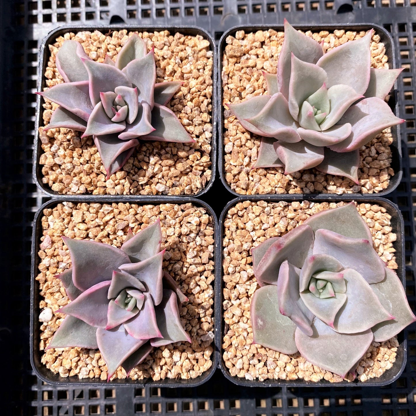Echeveria madiba / pink lips