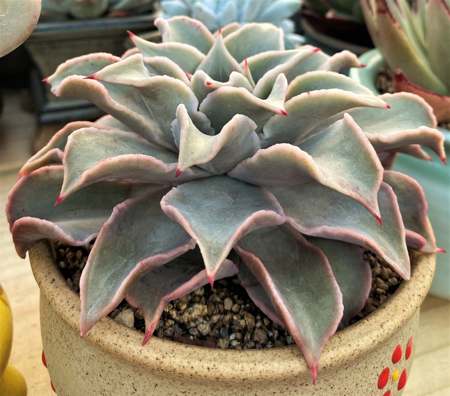 Echeveria madiba / pink lips