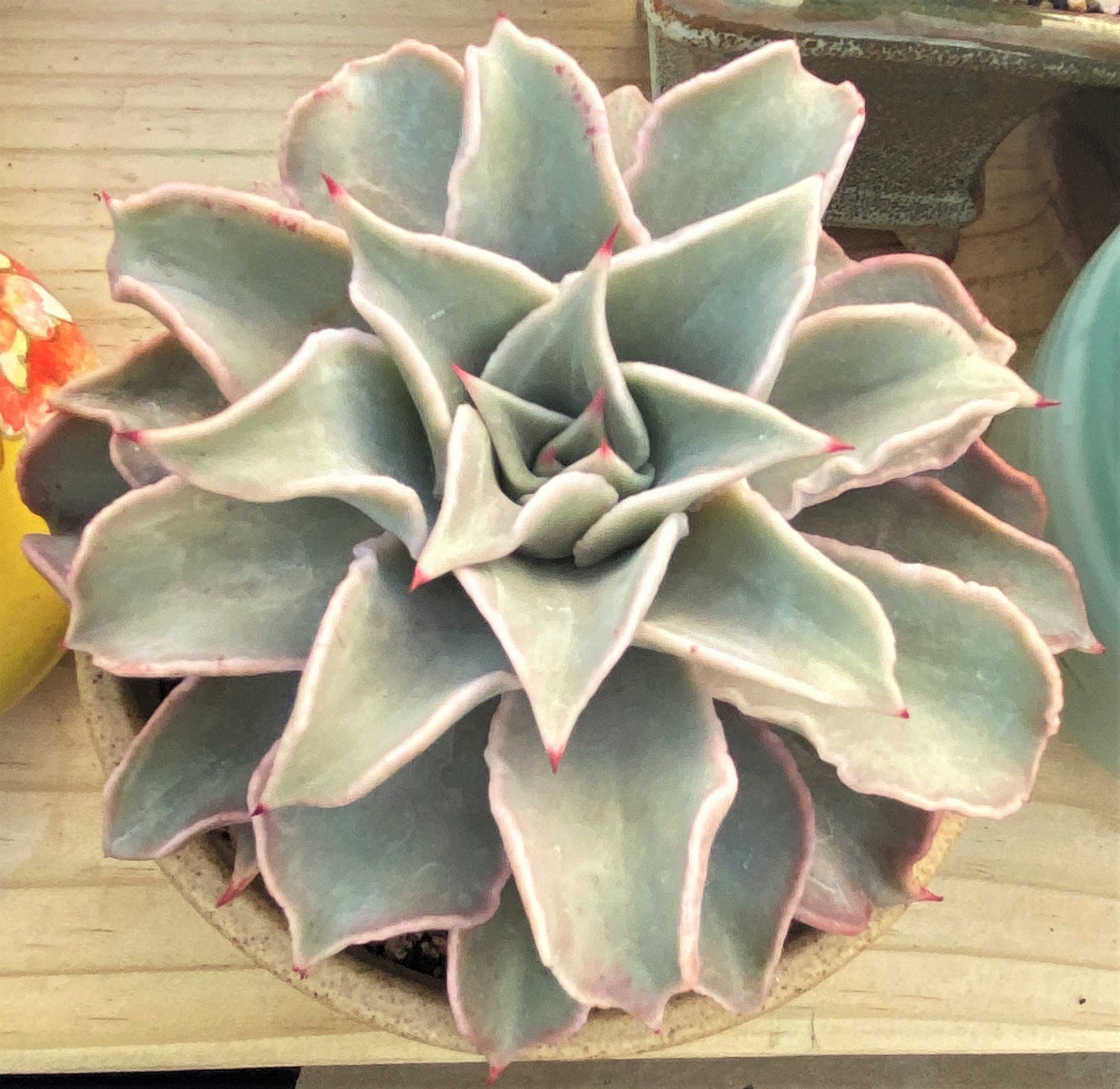 Echeveria madiba / pink lips