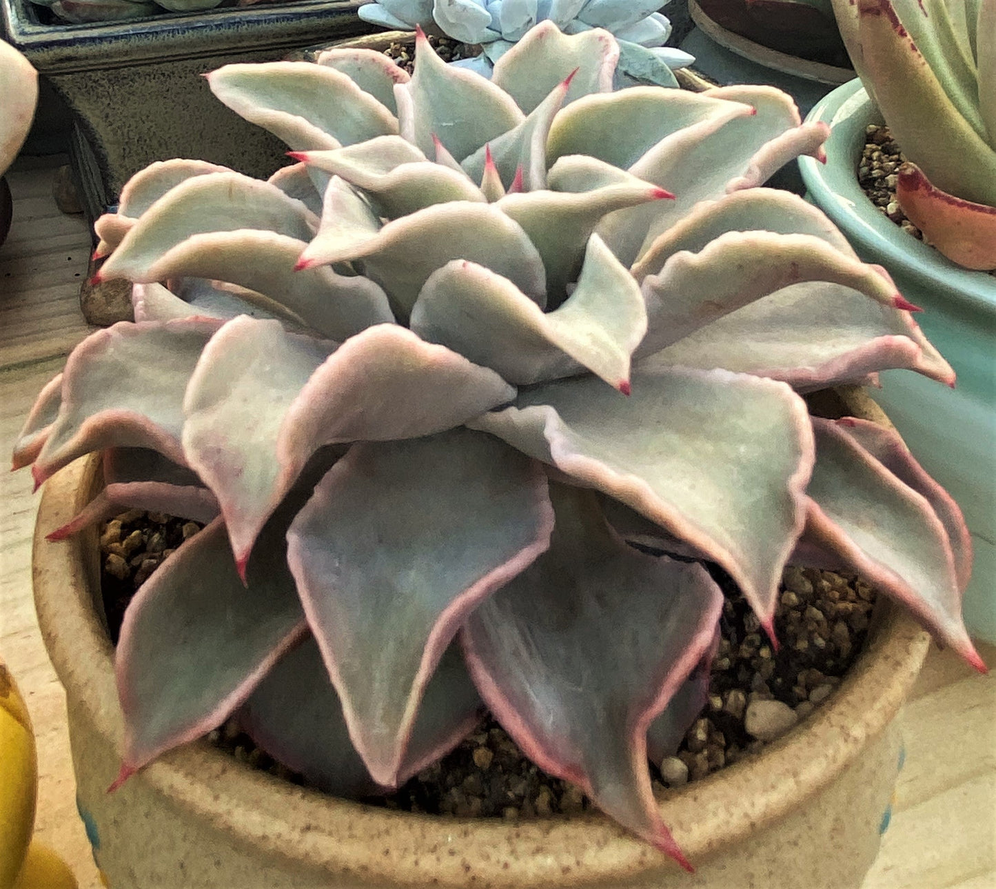 Echeveria madiba / pink lips