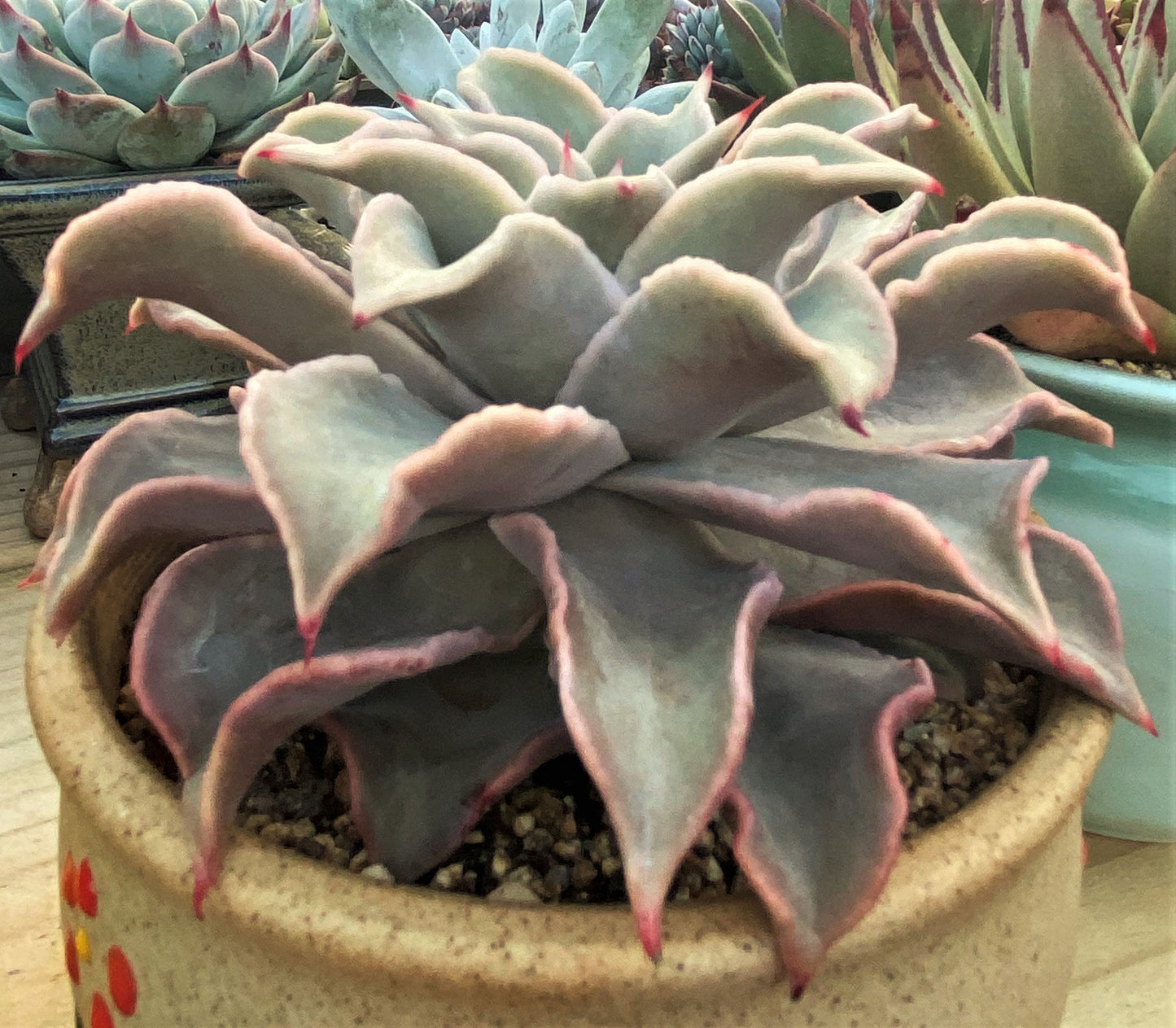 Echeveria madiba / pink lips